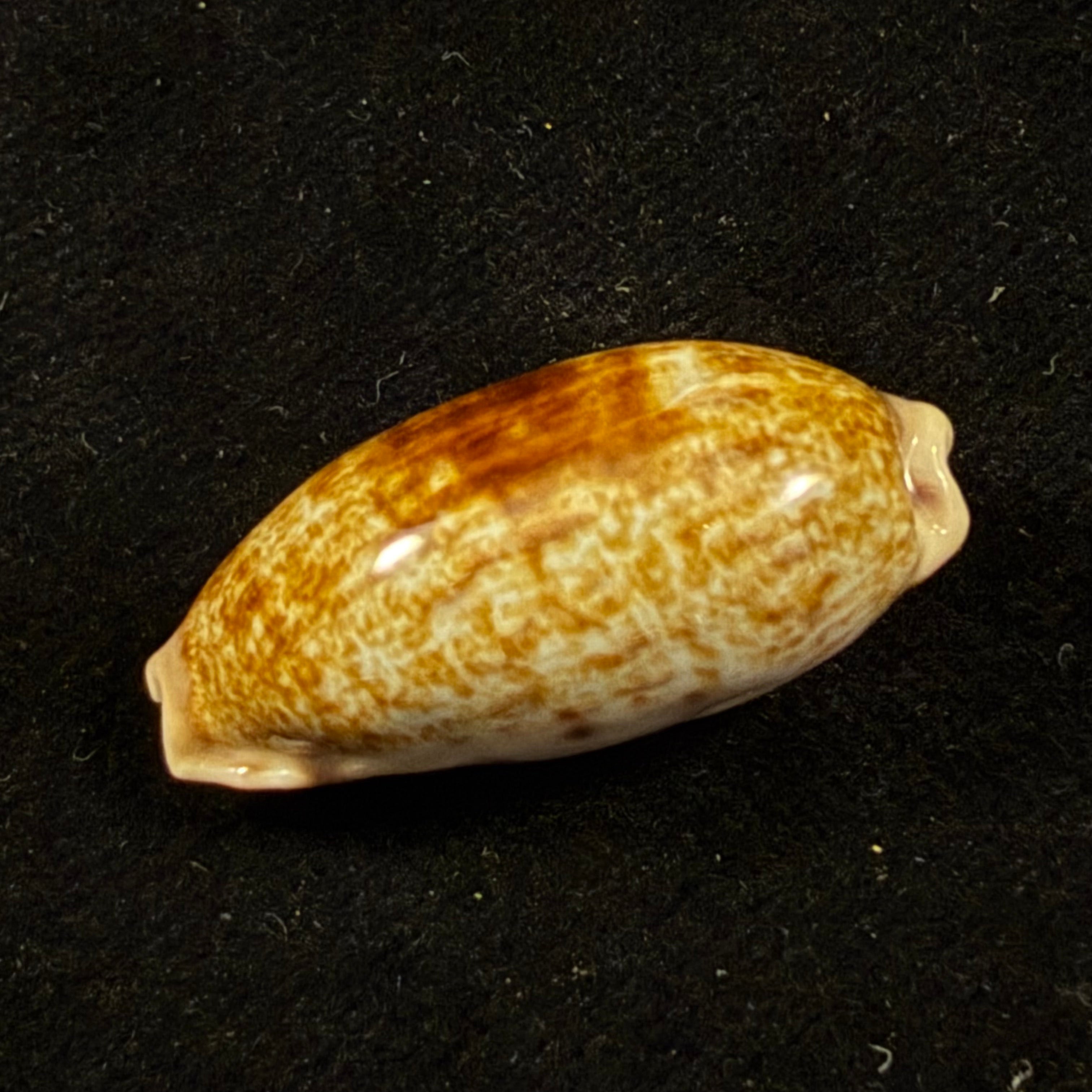 Talostolida pellucens panamensis (Lorenz, 2002) - 28,5mm