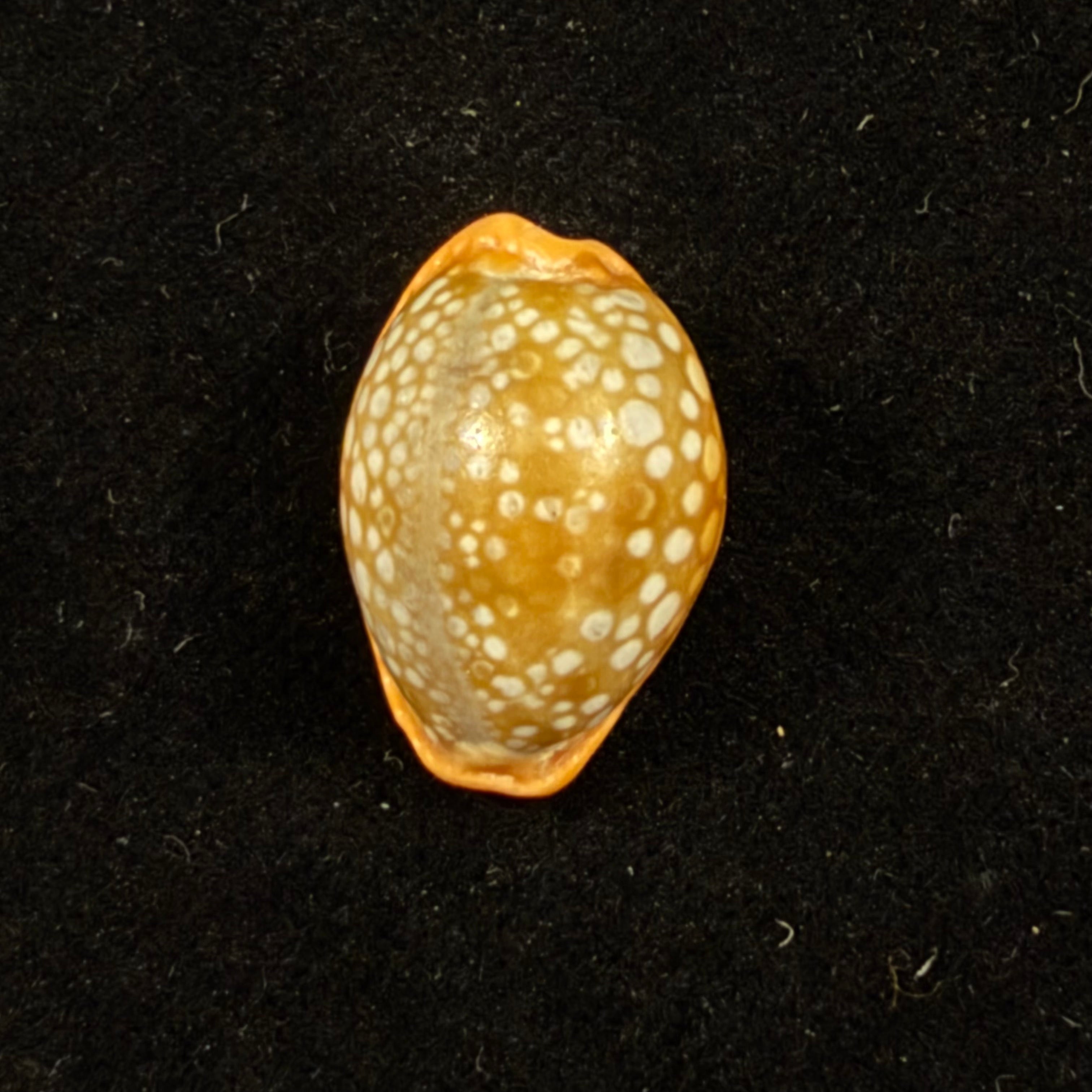 Naria citrina dauphinensis (Lorenz, 2002) - 18,3mm