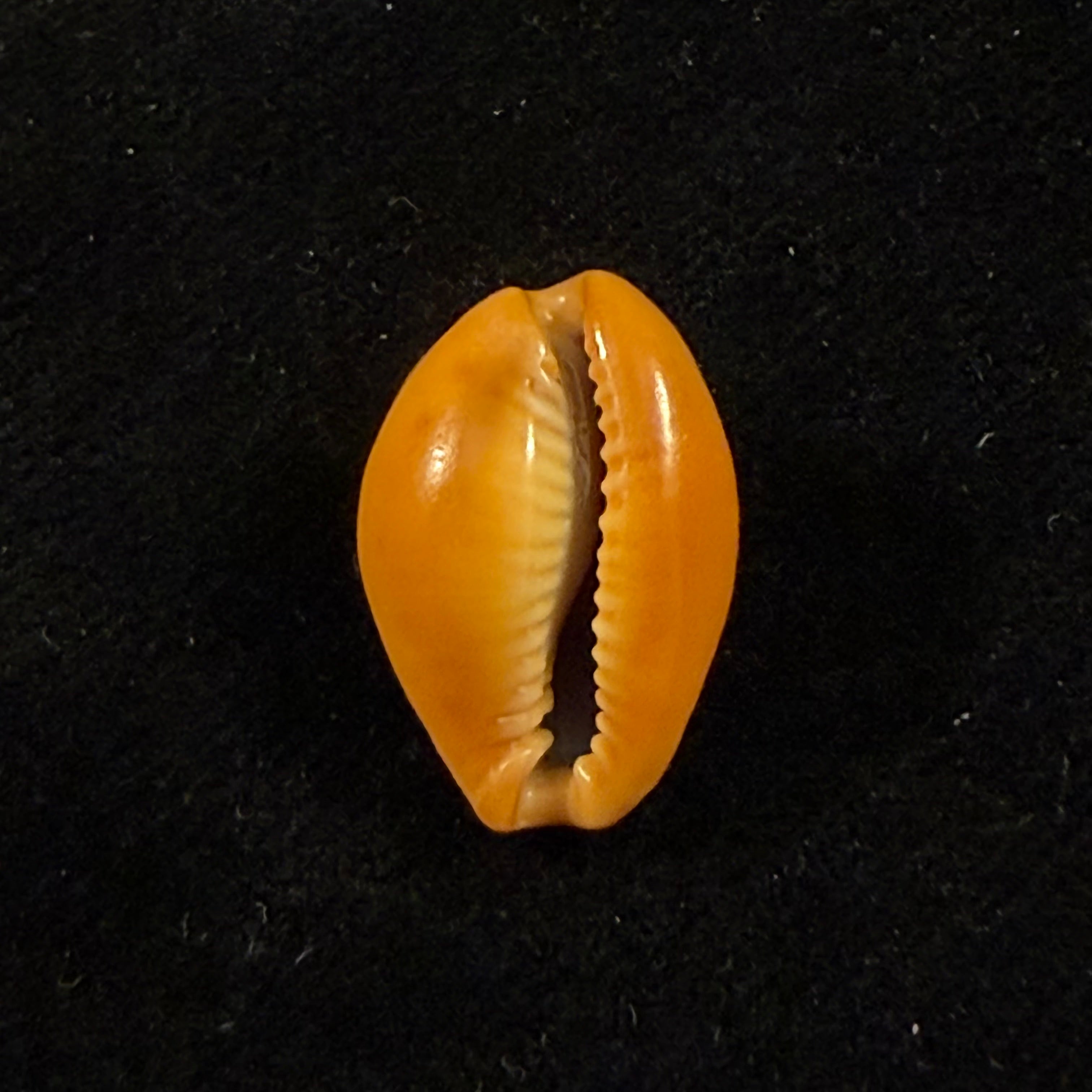 Naria citrina dauphinensis (Lorenz, 2002) - 18,3mm