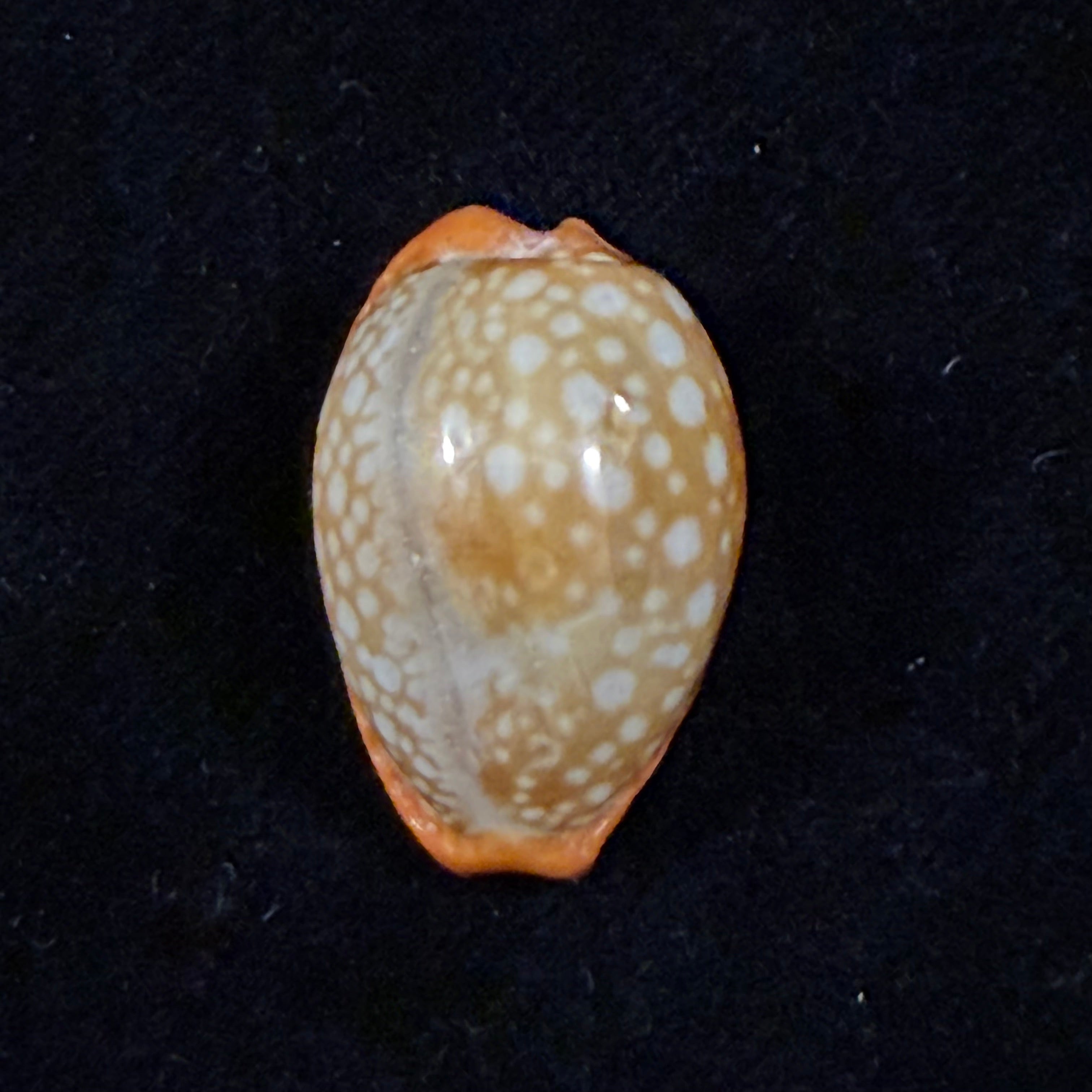 Naria citrina dauphinensis (Lorenz, 2002) - 22,3mm