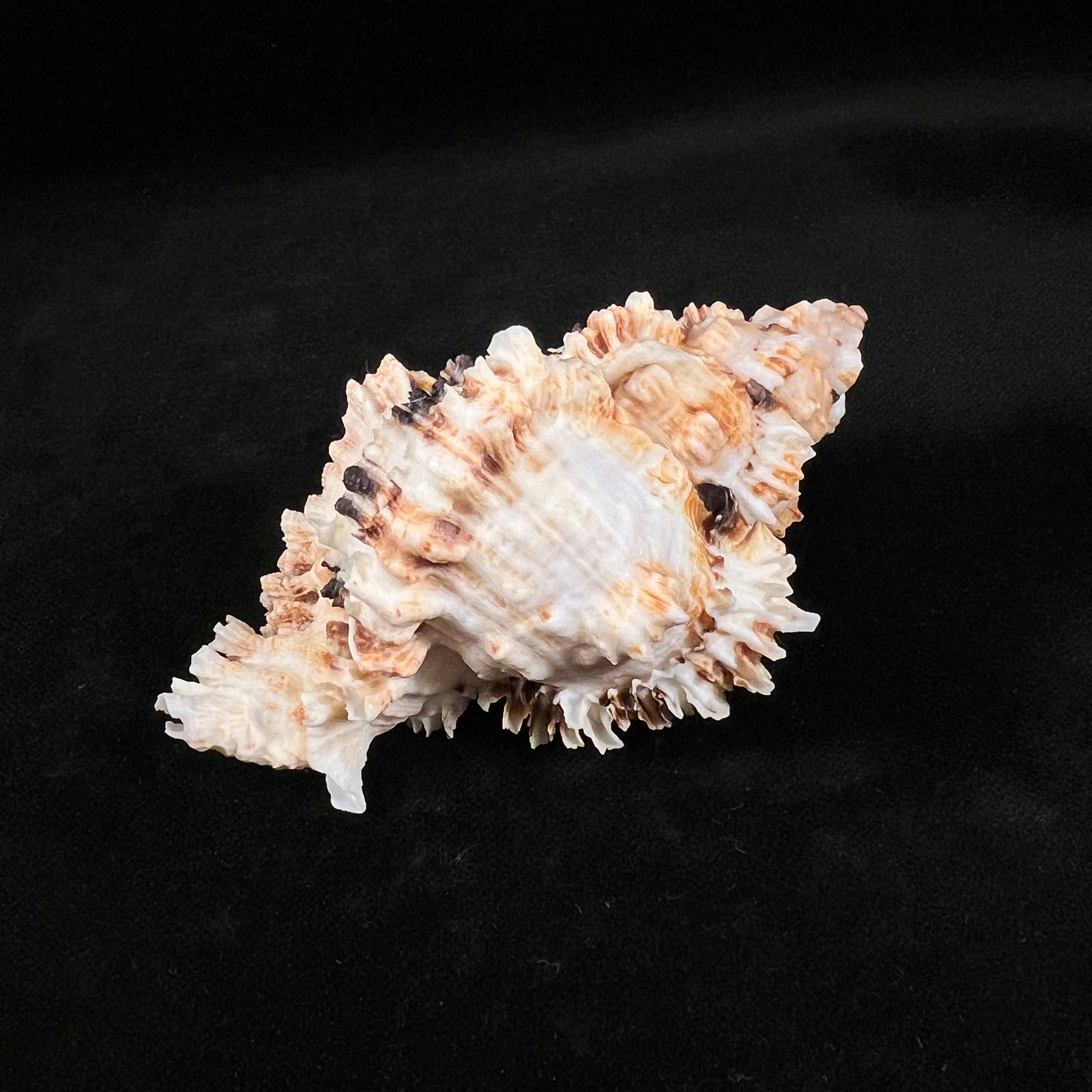 Phyllonotus oculatus (Reeve, 1845) - 94,6mm