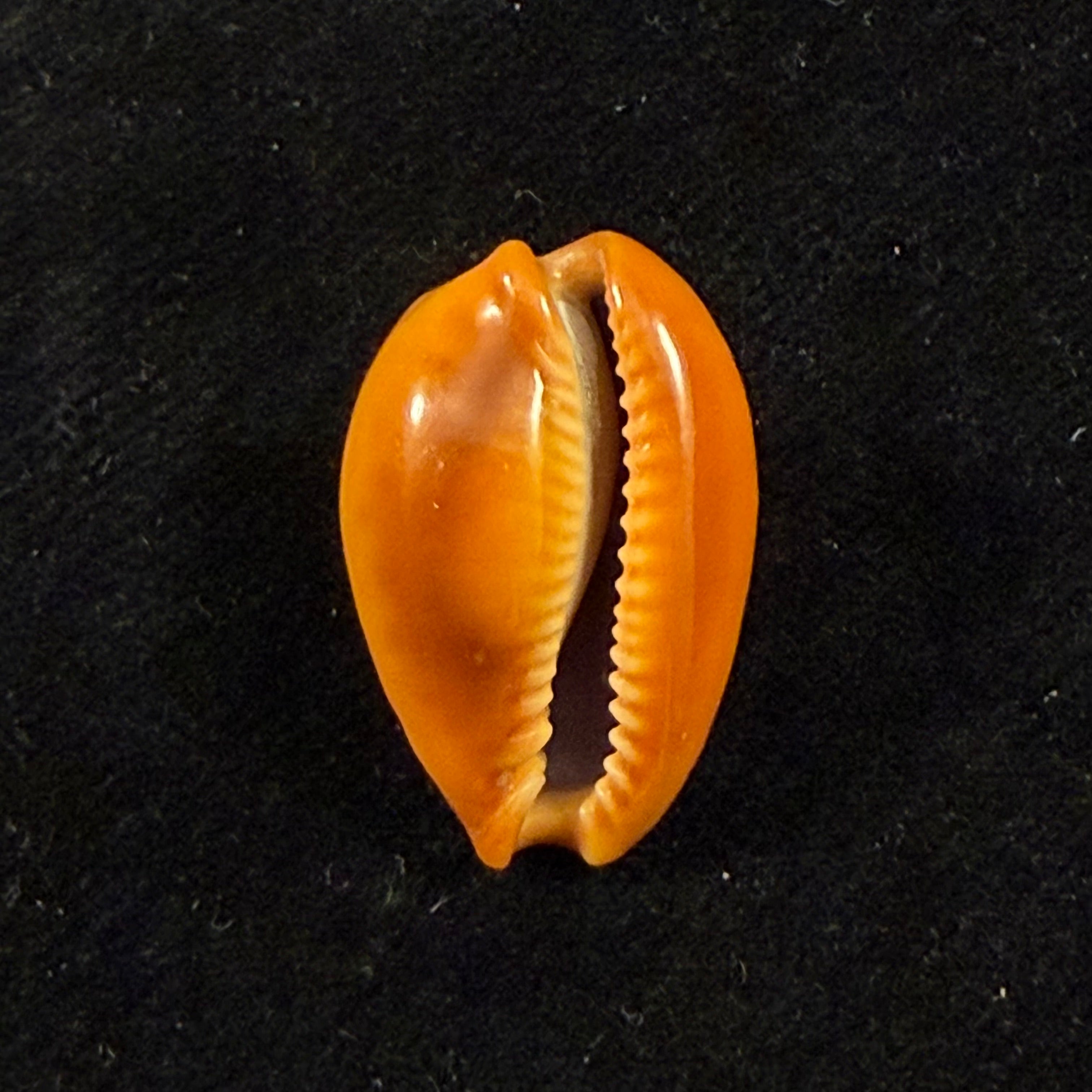 Naria citrina dauphinensis (Lorenz, 2002) - 22,3mm