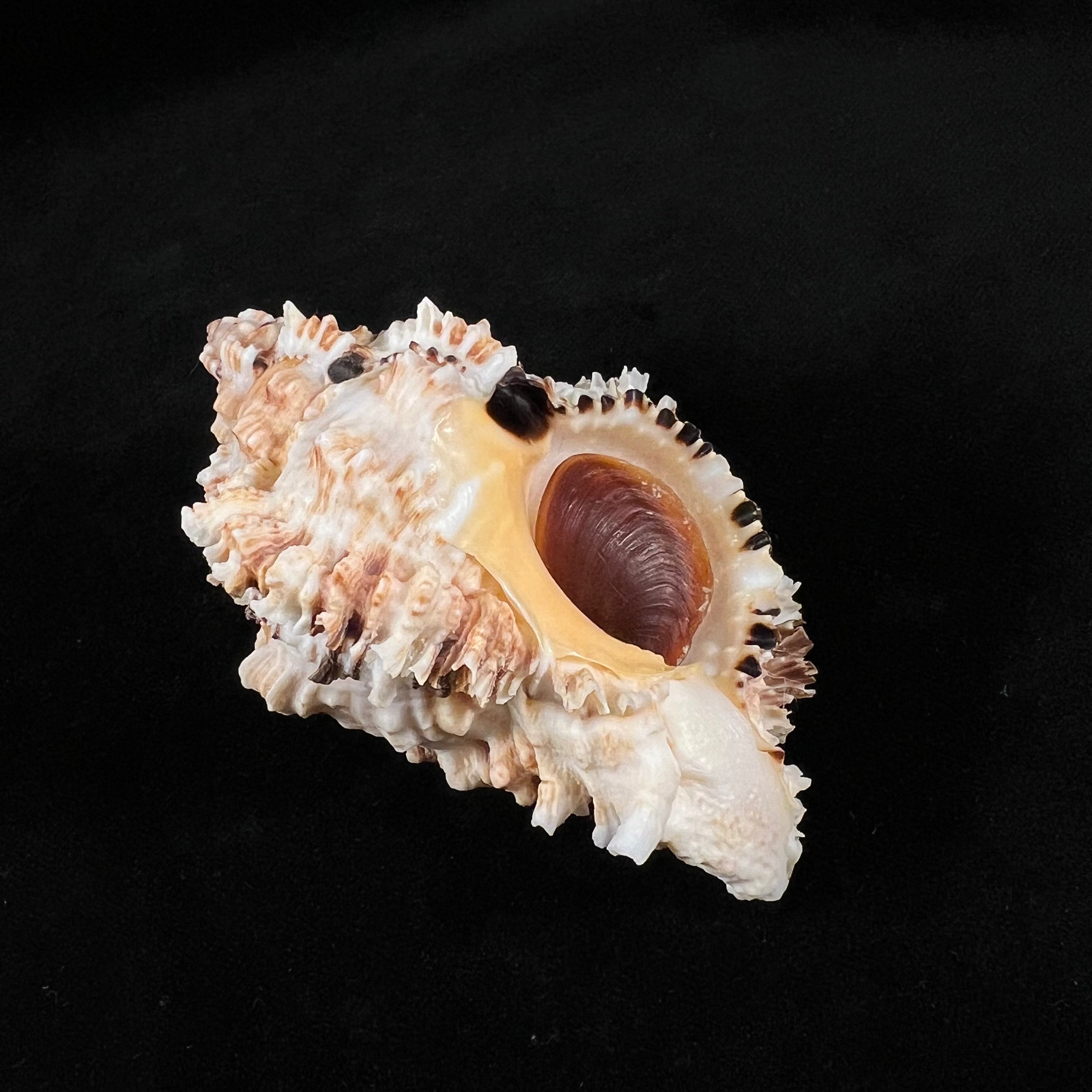 Phyllonotus oculatus (Reeve, 1845) - 94,6mm