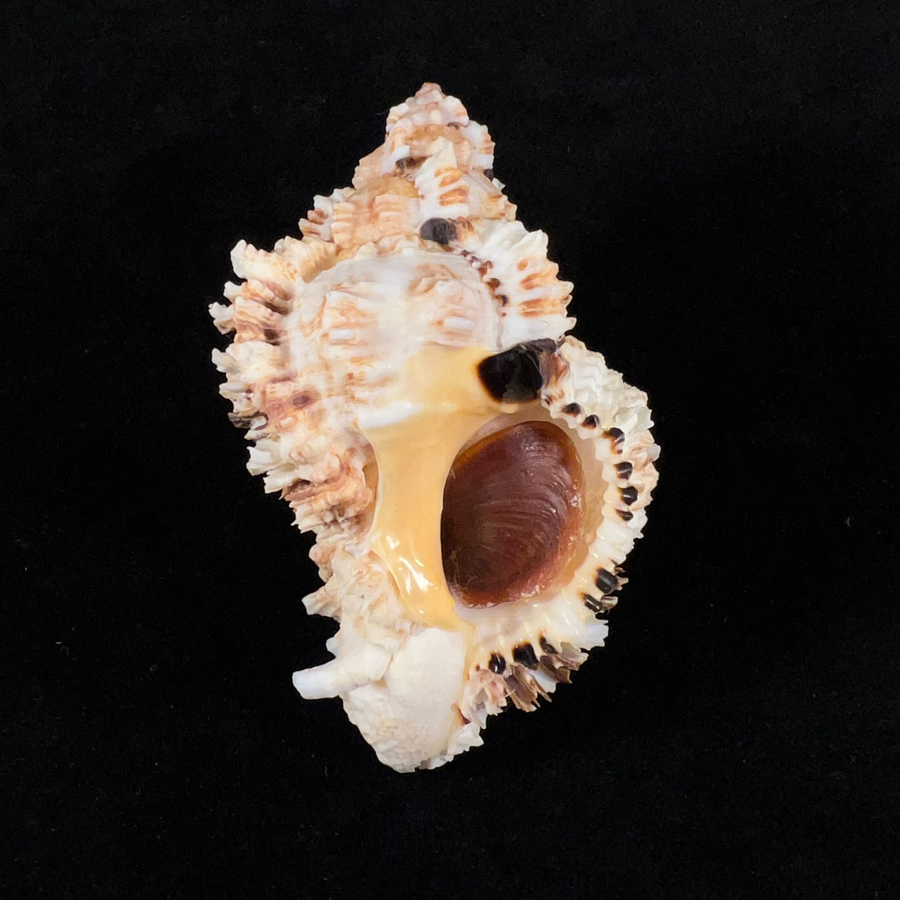 Phyllonotus oculatus (Reeve, 1845) - 94,6mm