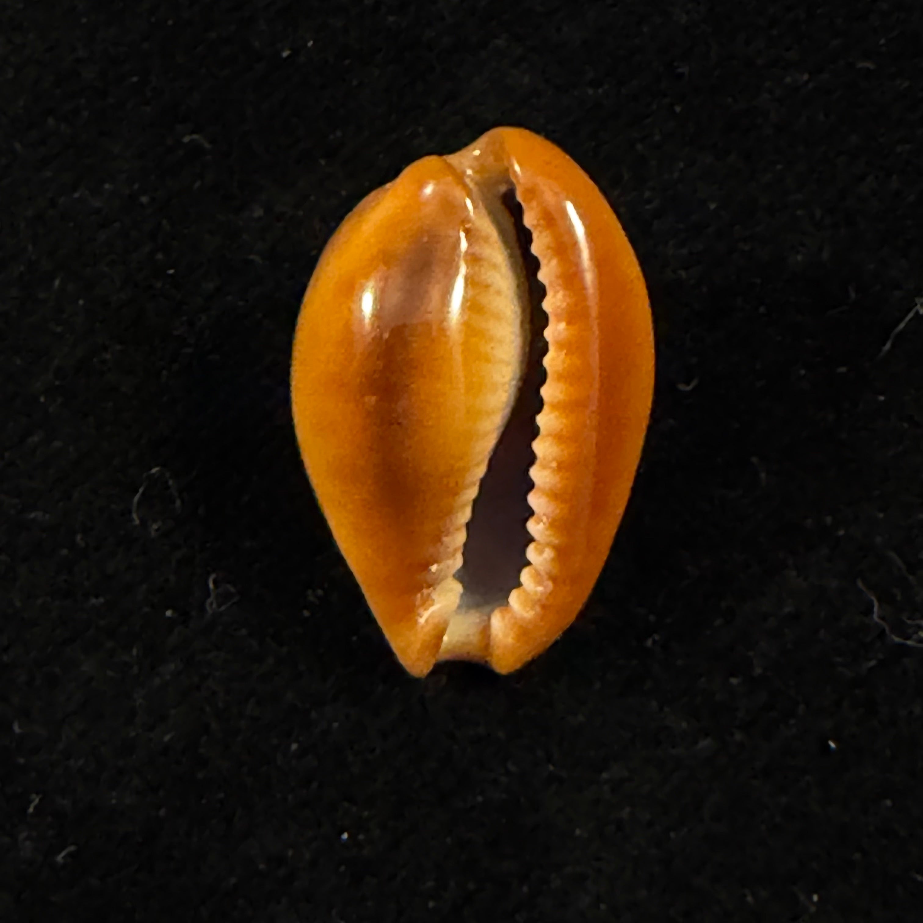 Naria citrina dauphinensis (Lorenz, 2002) - 19,8mm