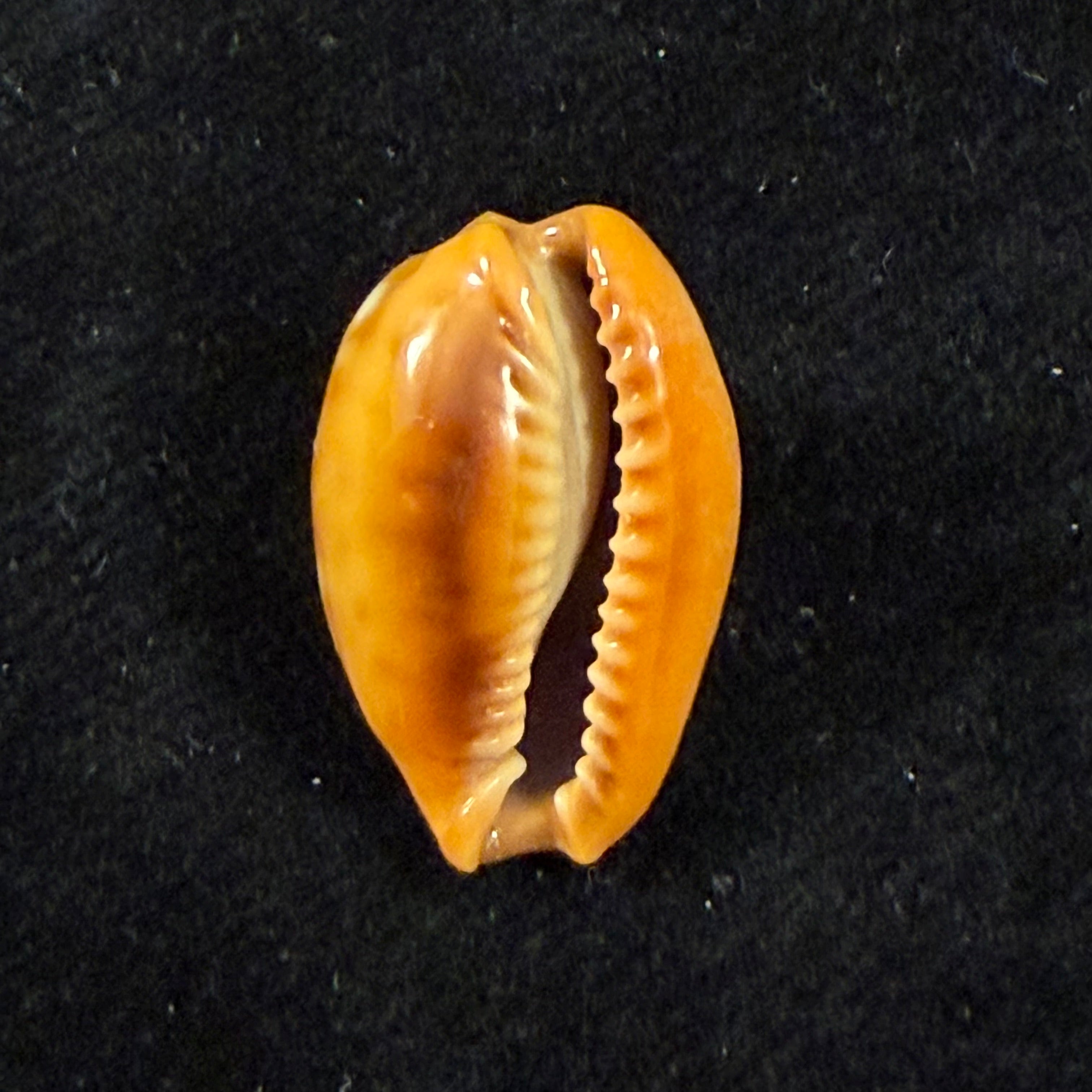 Naria citrina dauphinensis (Lorenz, 2002) - 20,3mm)