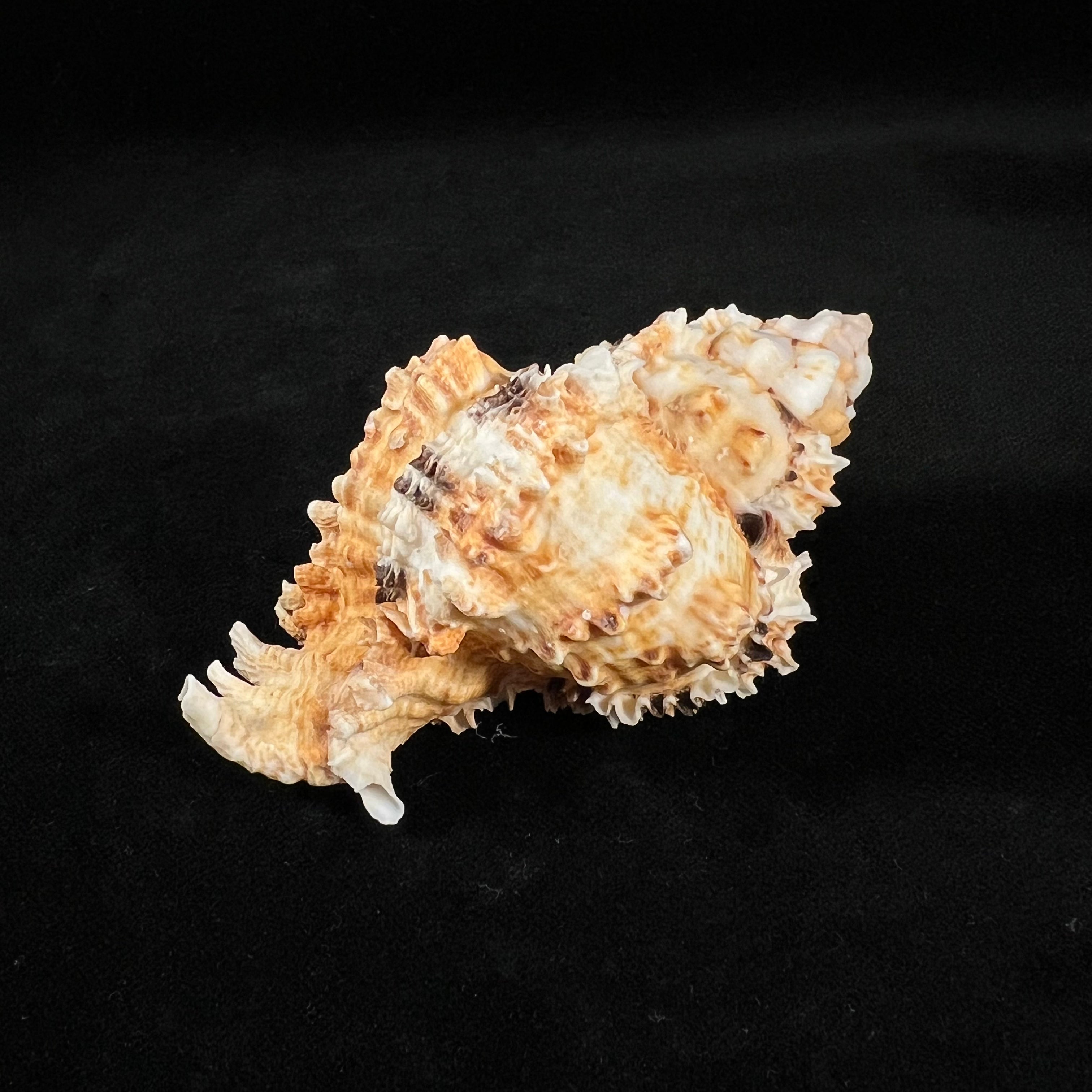 Phyllonotus oculatus (Reeve, 1845) - 88,9mm