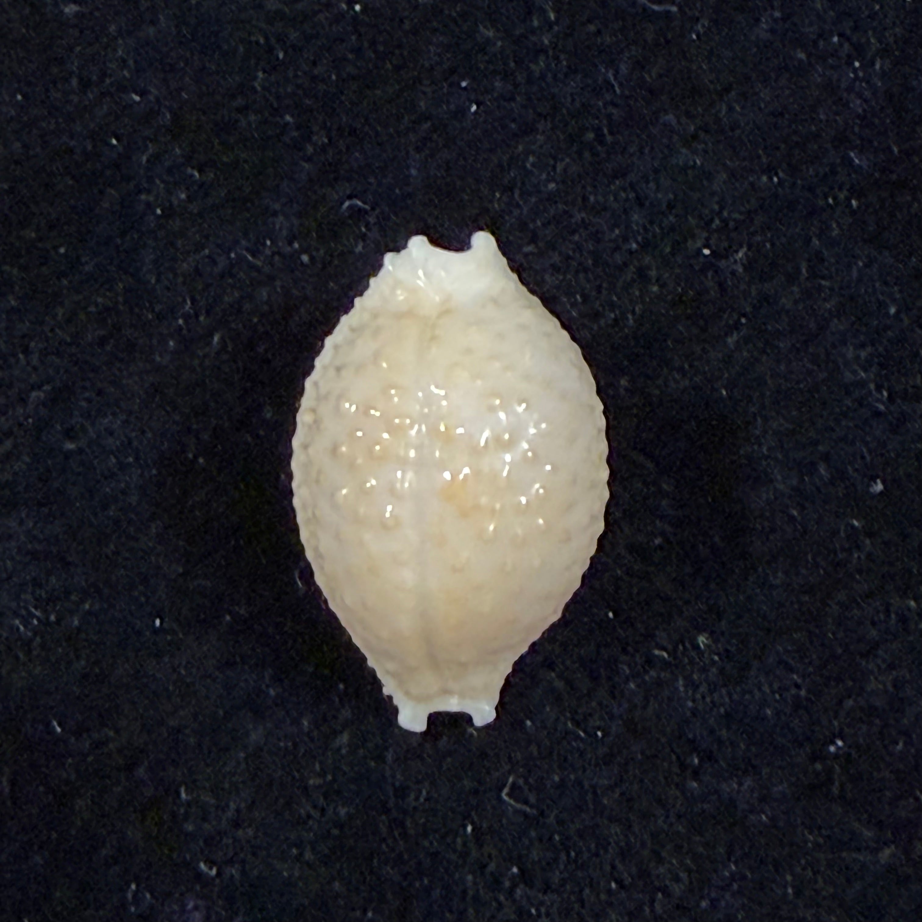 Nucleolaria nucleus (Linnaeus, 1758) - 19,1mm