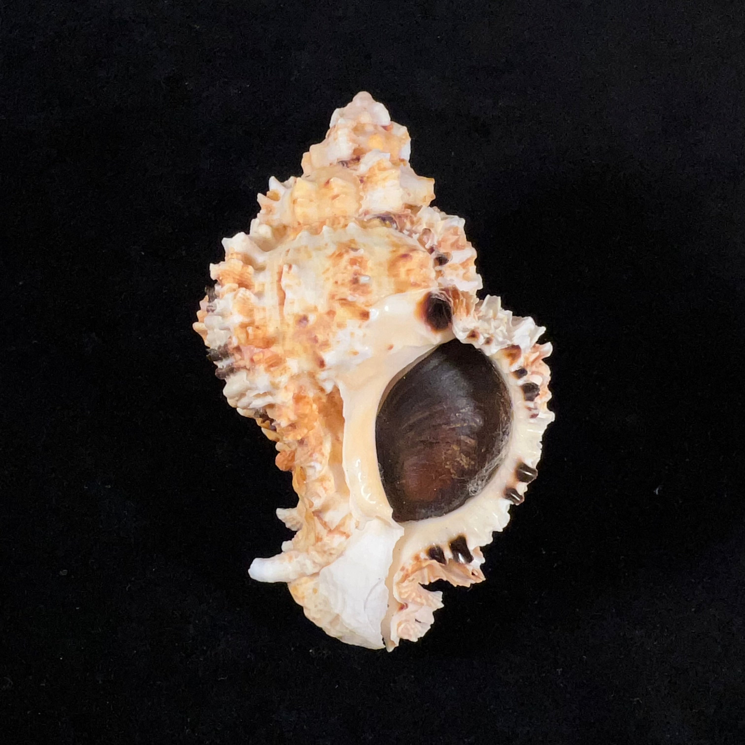 Phyllonotus oculatus (Reeve, 1845) - 88,9mm