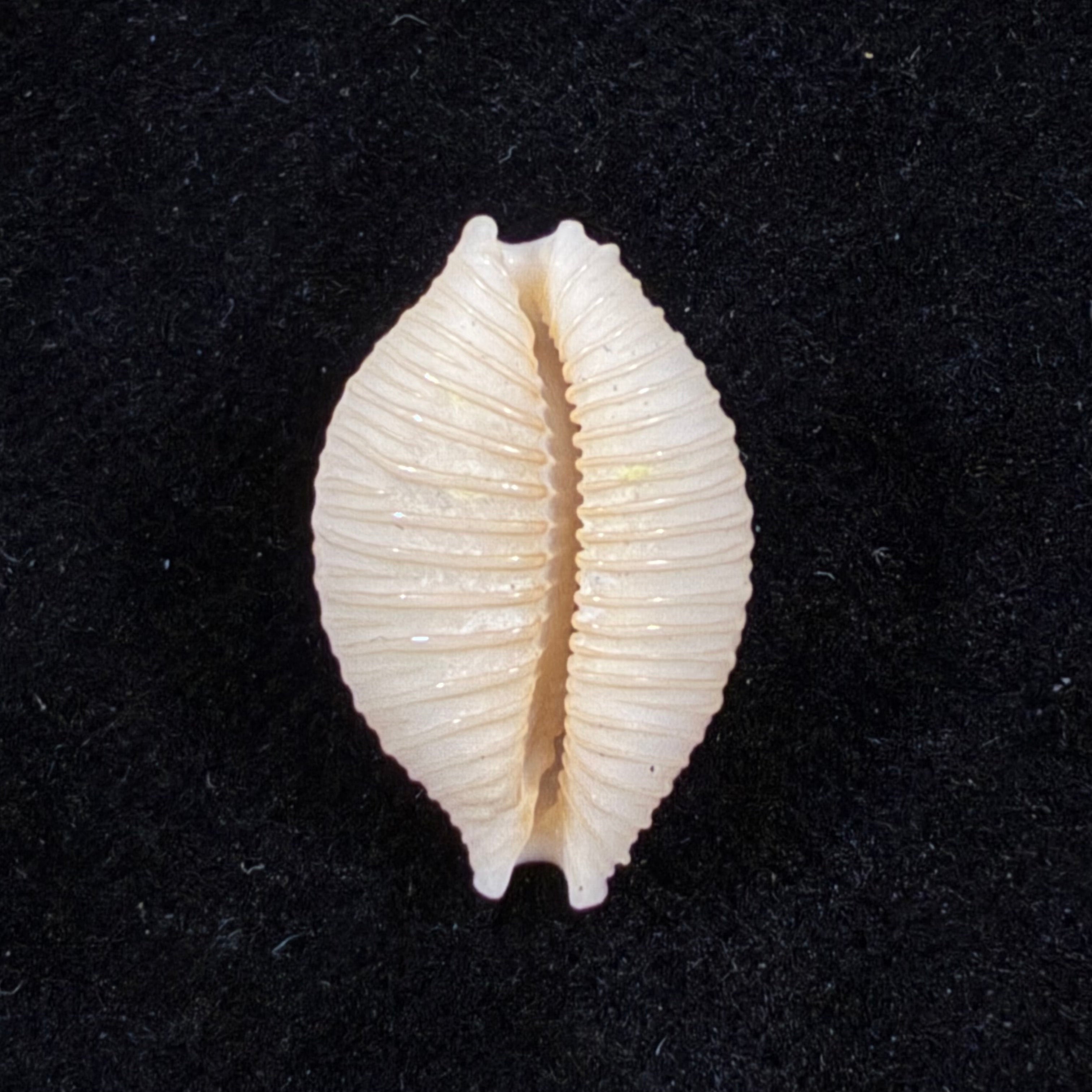Nucleolaria nucleus (Linnaeus, 1758) - 19,1mm