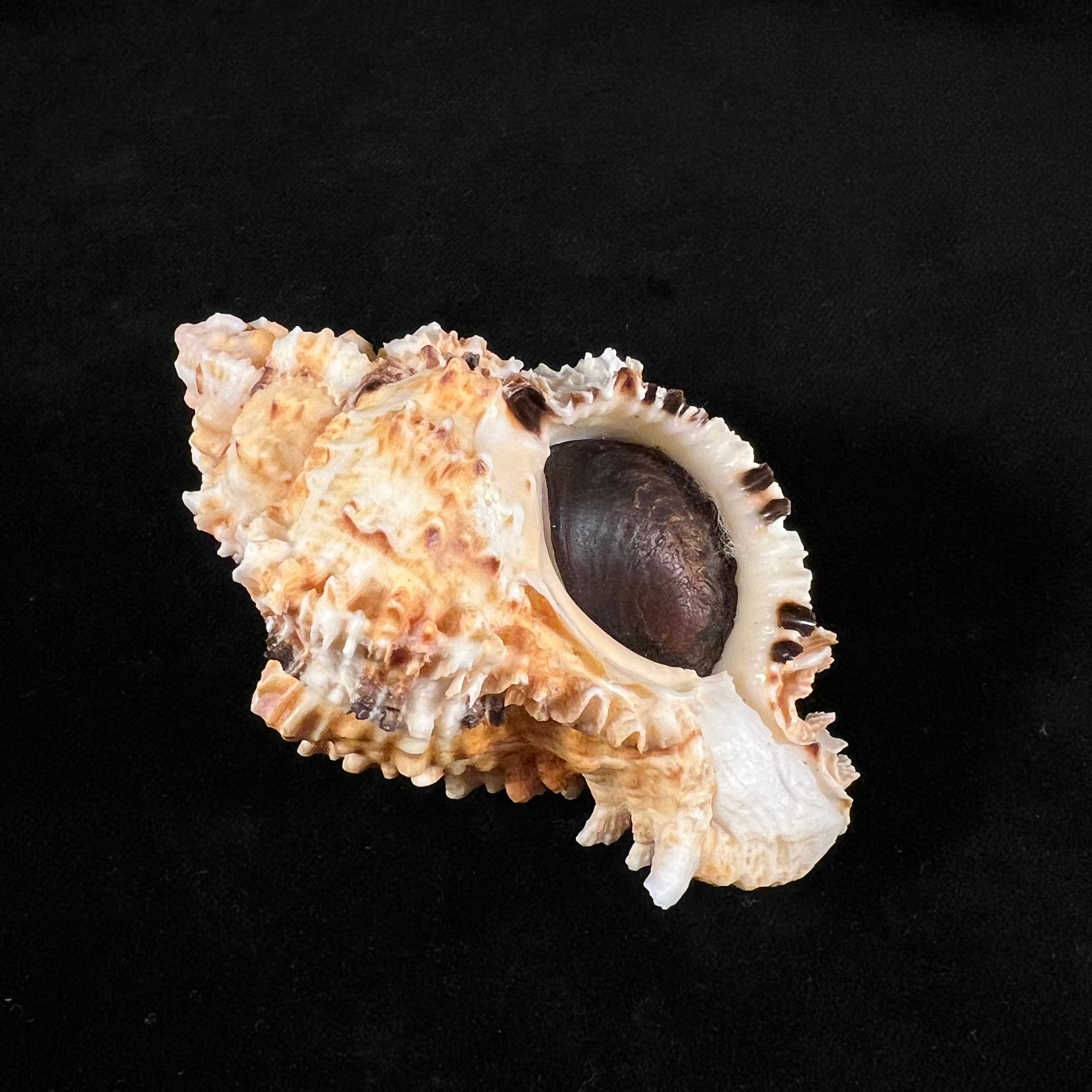 Phyllonotus oculatus (Reeve, 1845) - 88,9mm