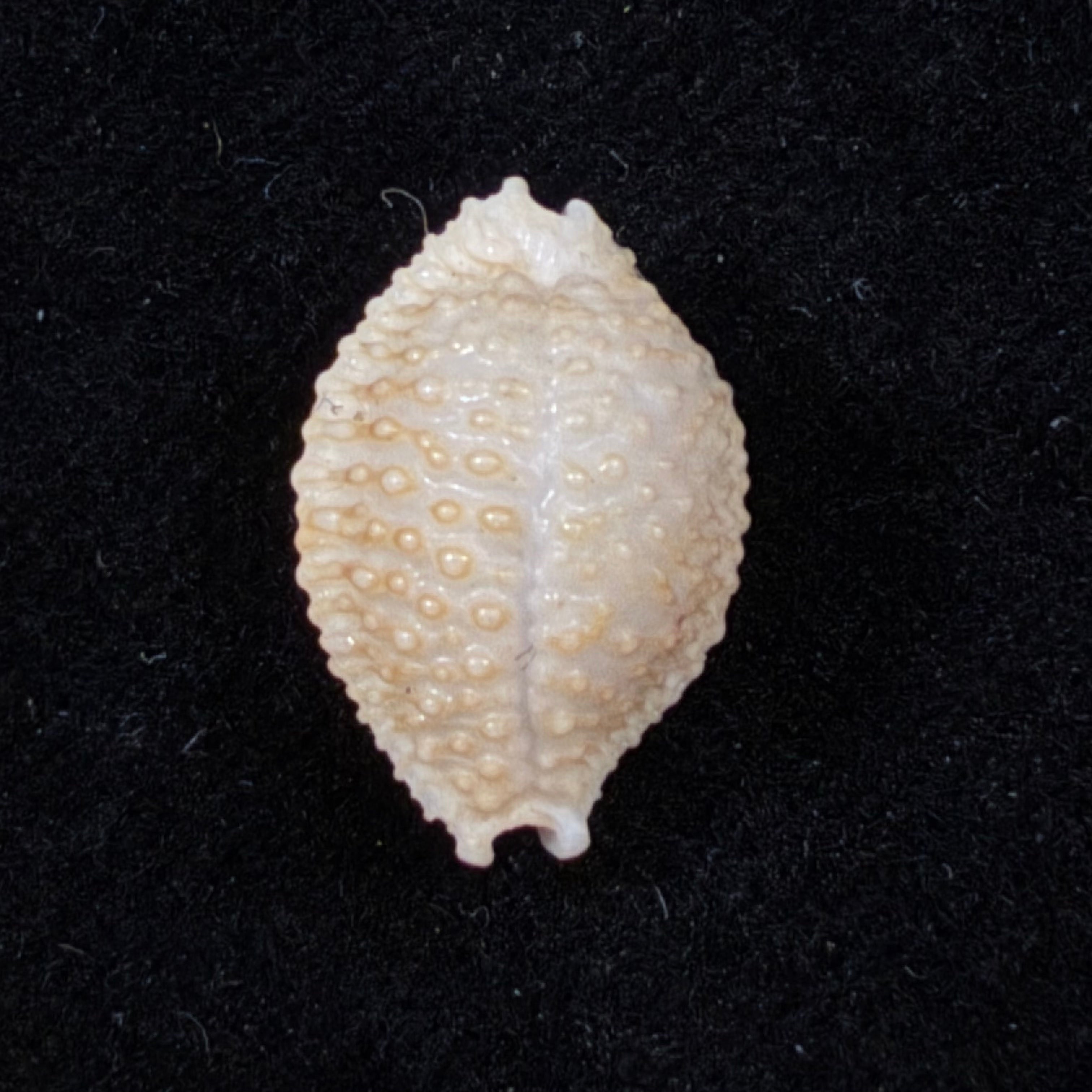 Nucleolaria nucleus (Linnaeus, 1758) - 16,5mm