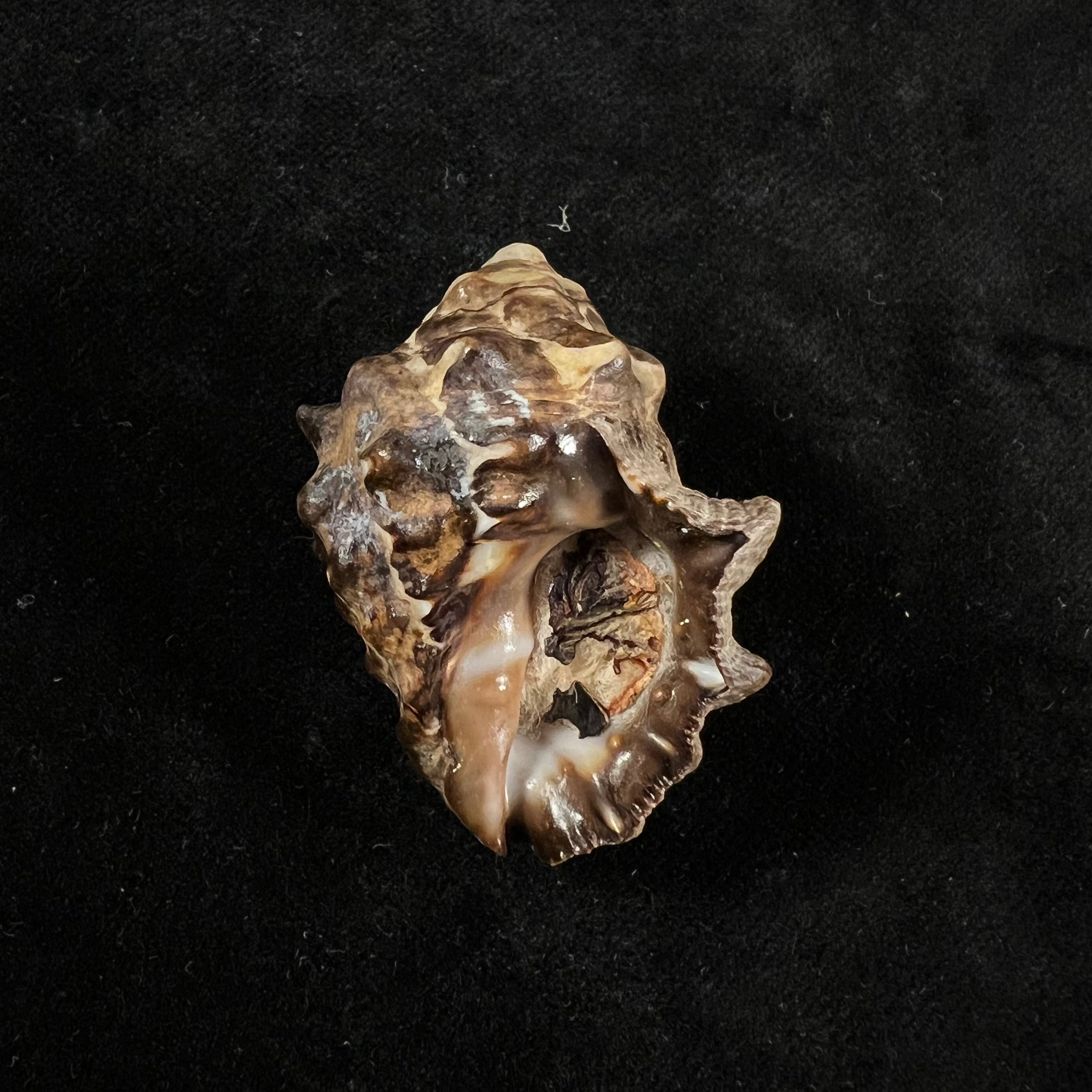 Tylothais aculeata (Deshayes, 1844) - 42,4mm