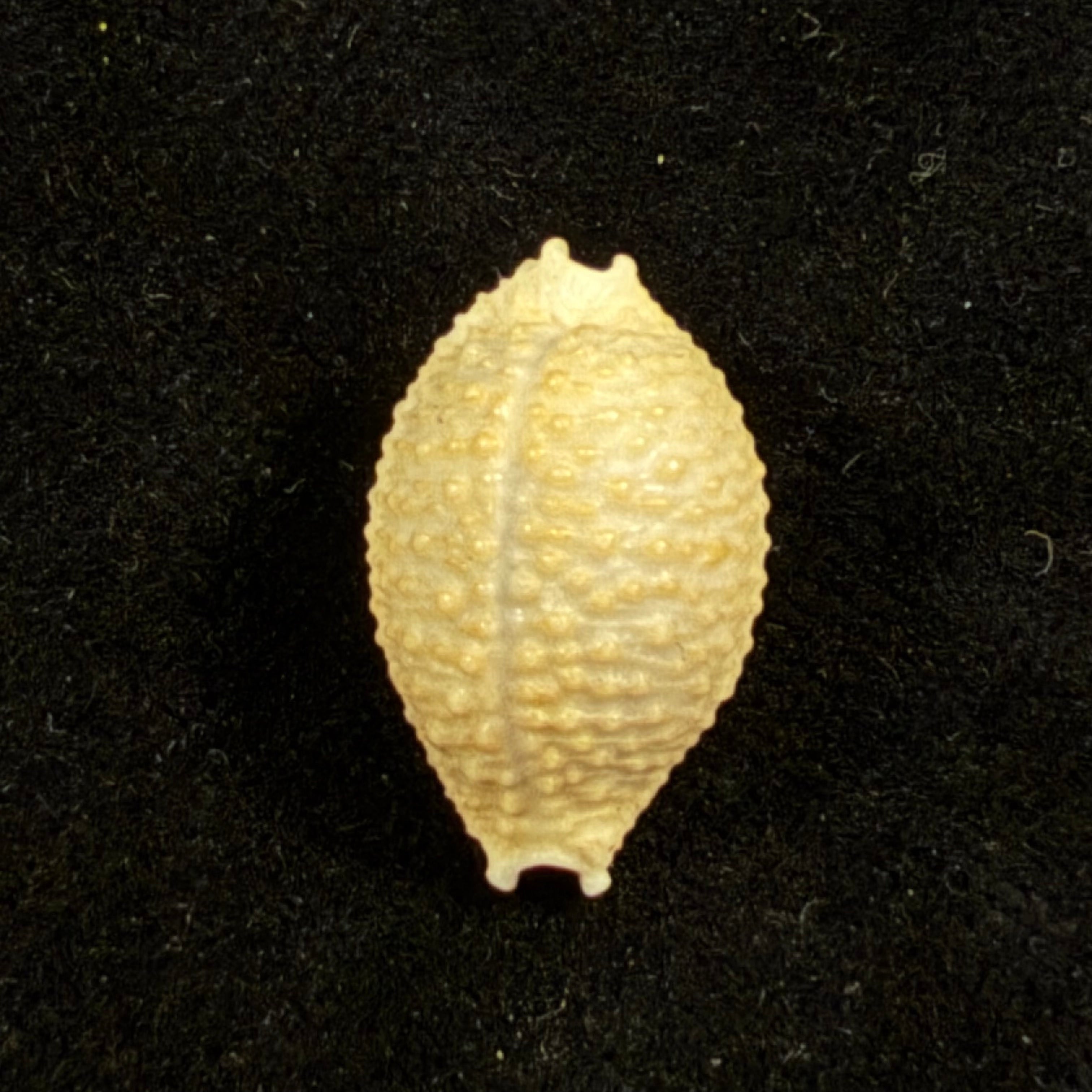 Nucleolaria nucleus (Linnaeus, 1758) - 19mm