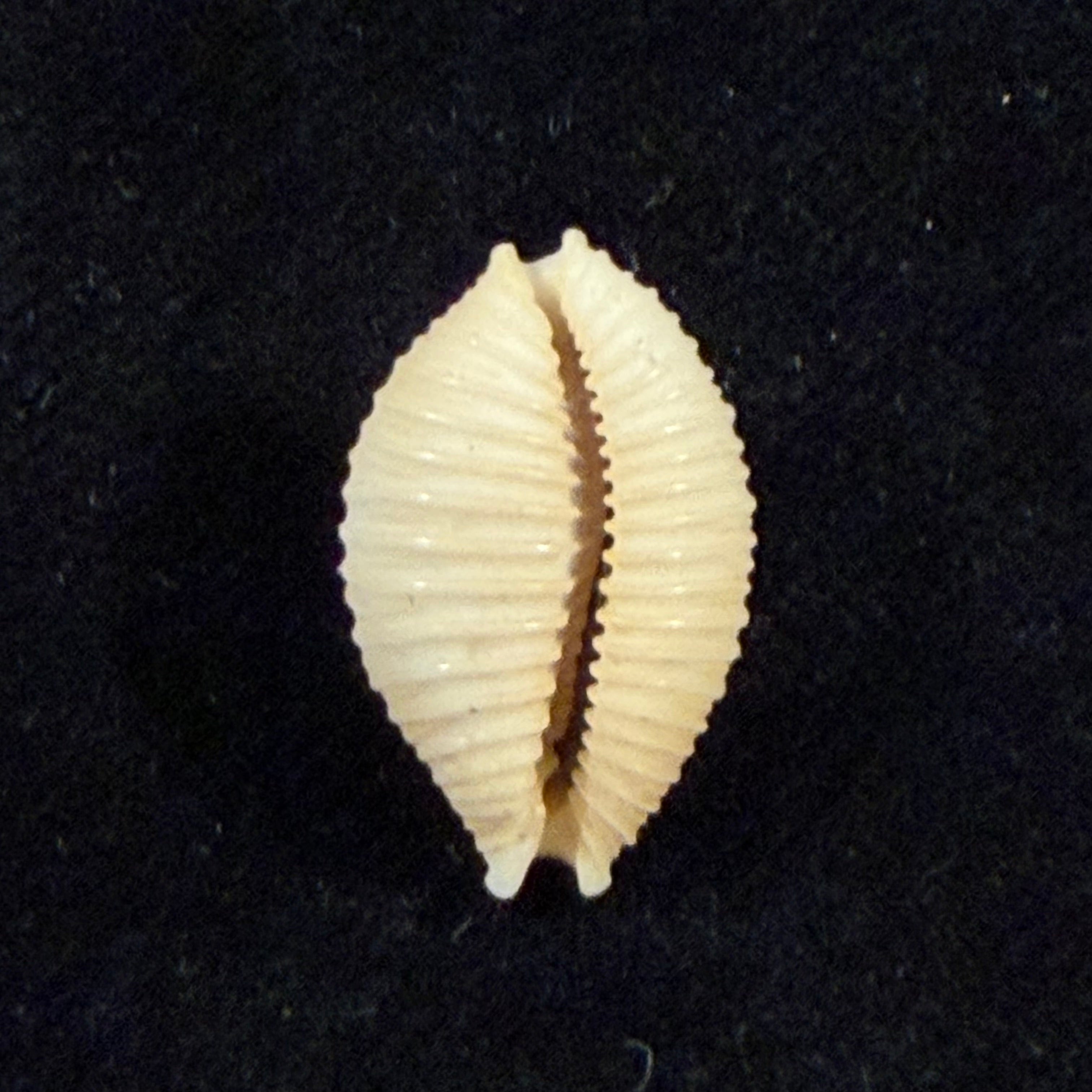 Nucleolaria nucleus (Linnaeus, 1758) - 19mm