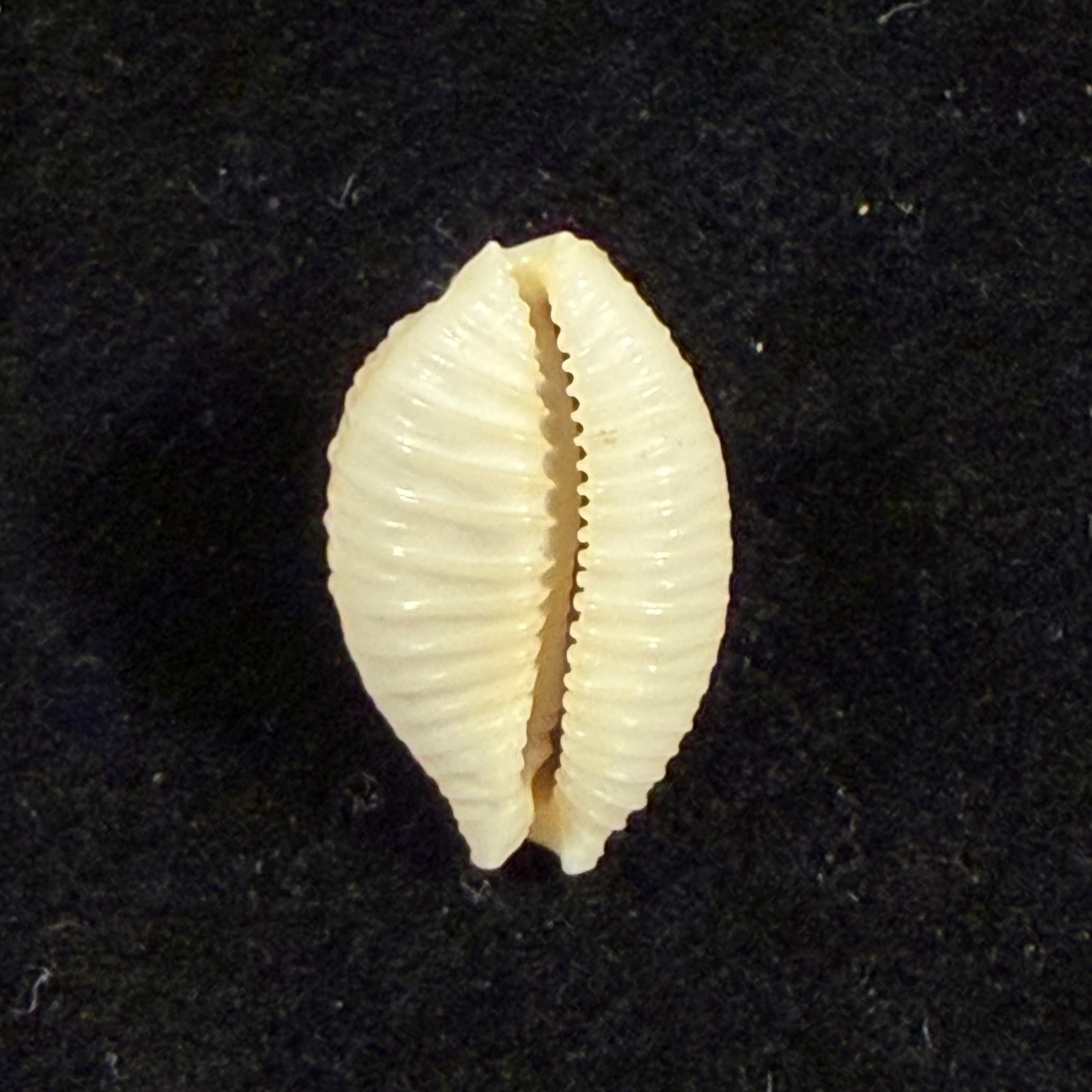 Nucleolaria nucleus (Linnaeus, 1758) - 16,2mm