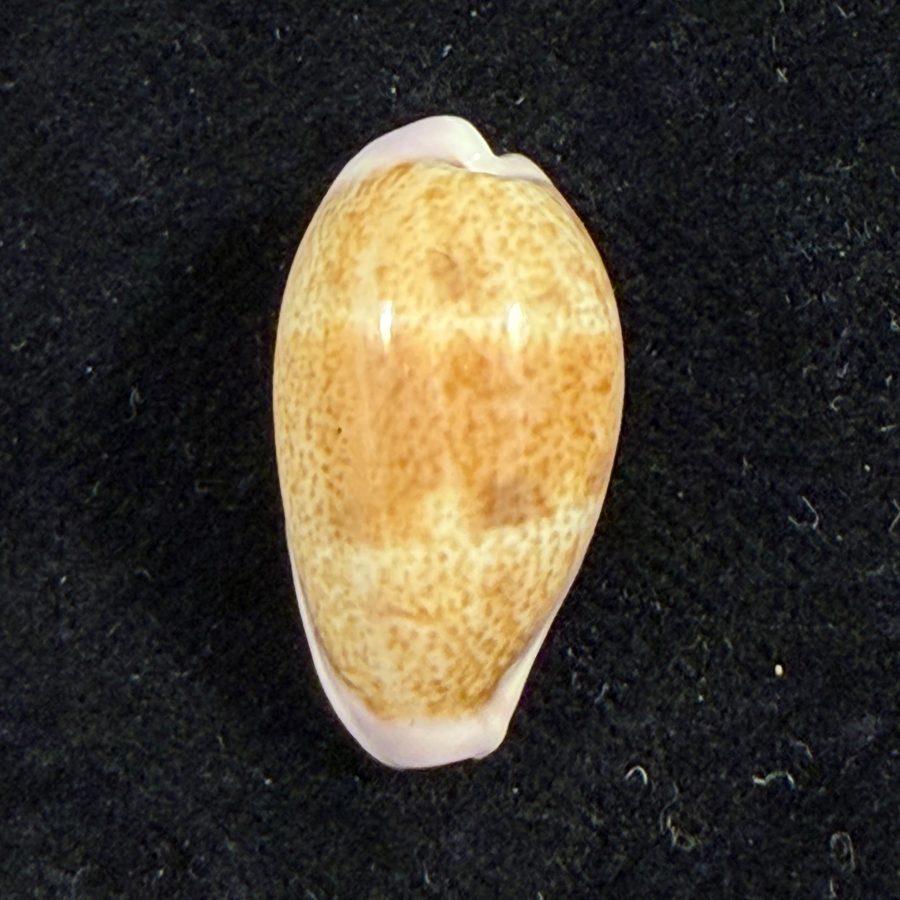 Contradusta walkeri surabajensis (F. A. Schilder, 1937) - 24,3mm