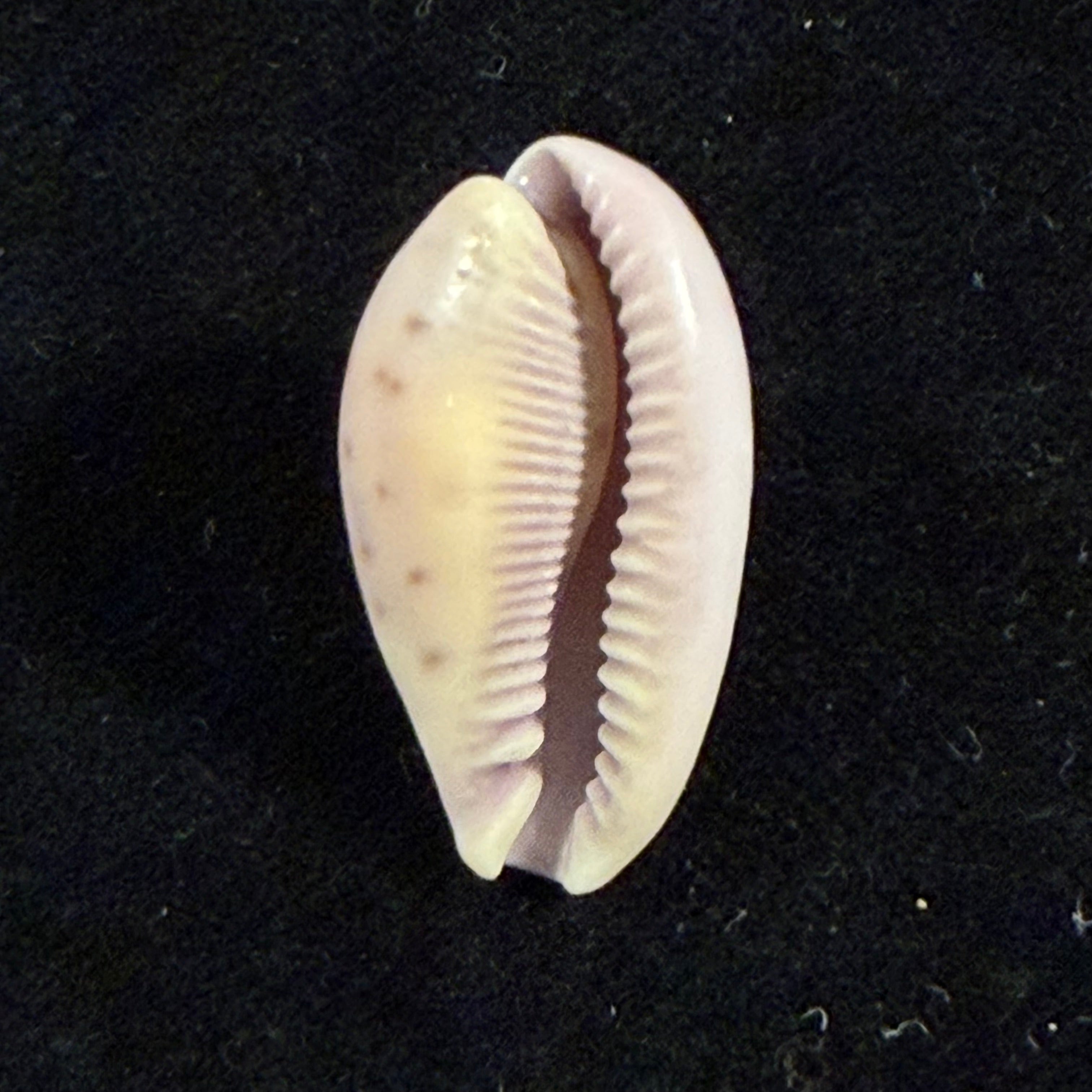 Contradusta walkeri surabajensis (F. A. Schilder, 1937) - 24,3mm