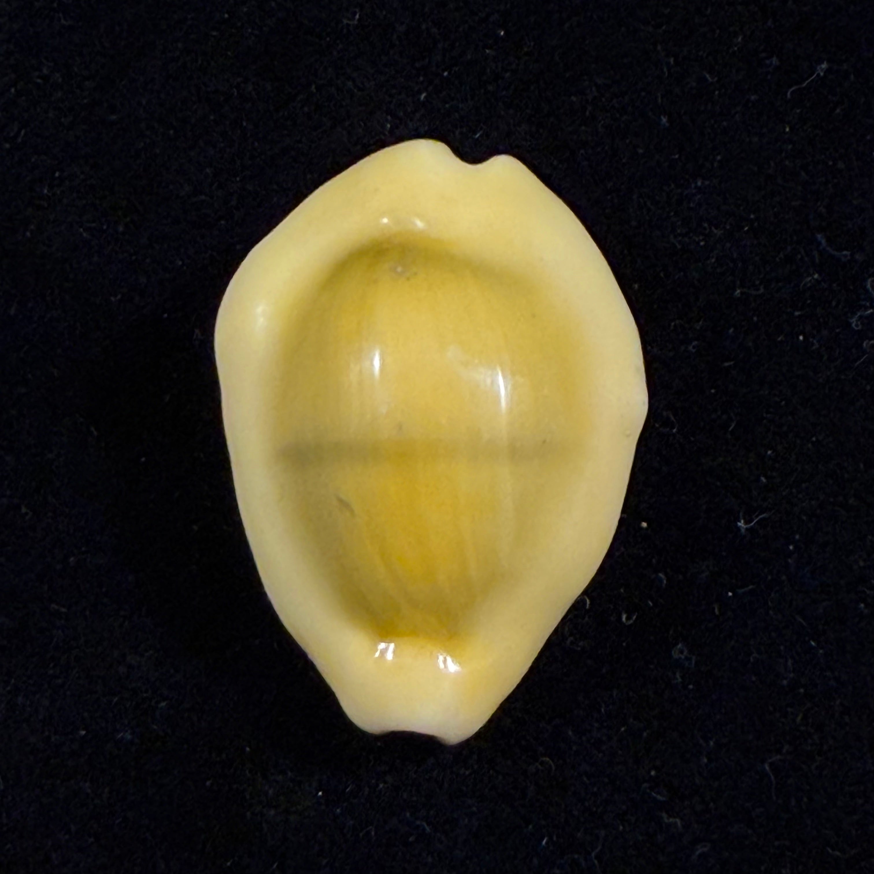 Monetaria moneta (Linnaeus, 1758) - 31,1mm