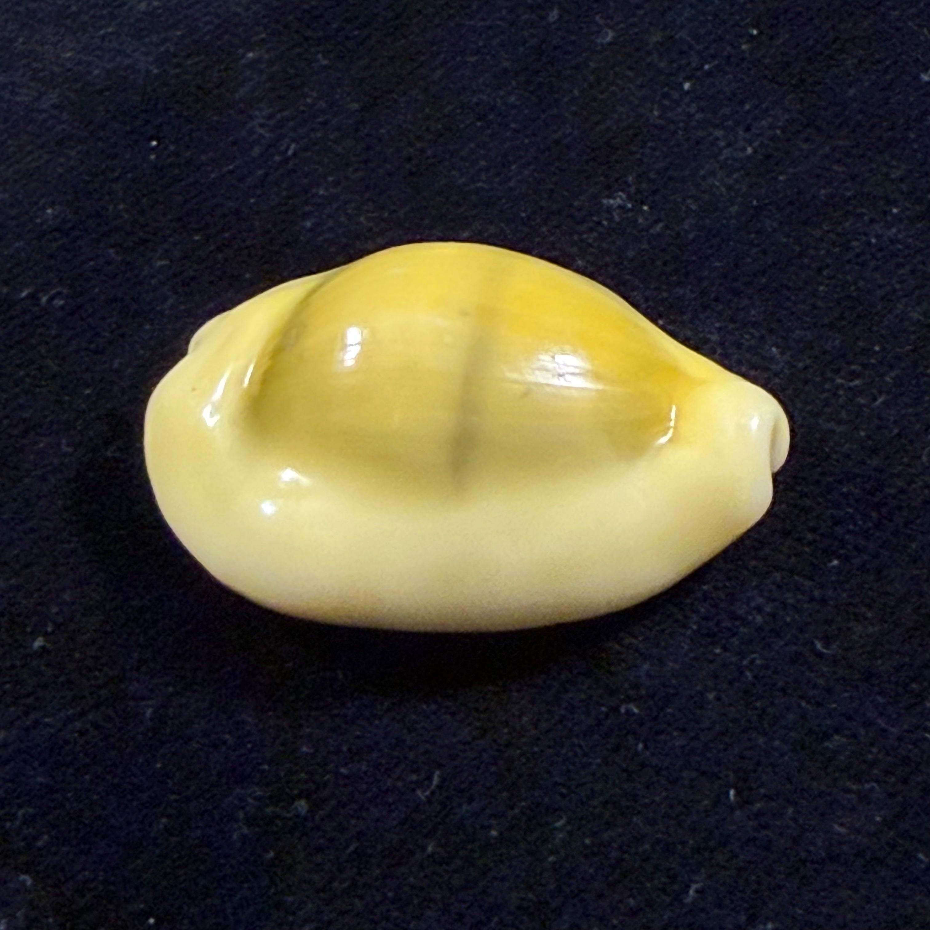 Monetaria moneta (Linnaeus, 1758) - 31,1mm