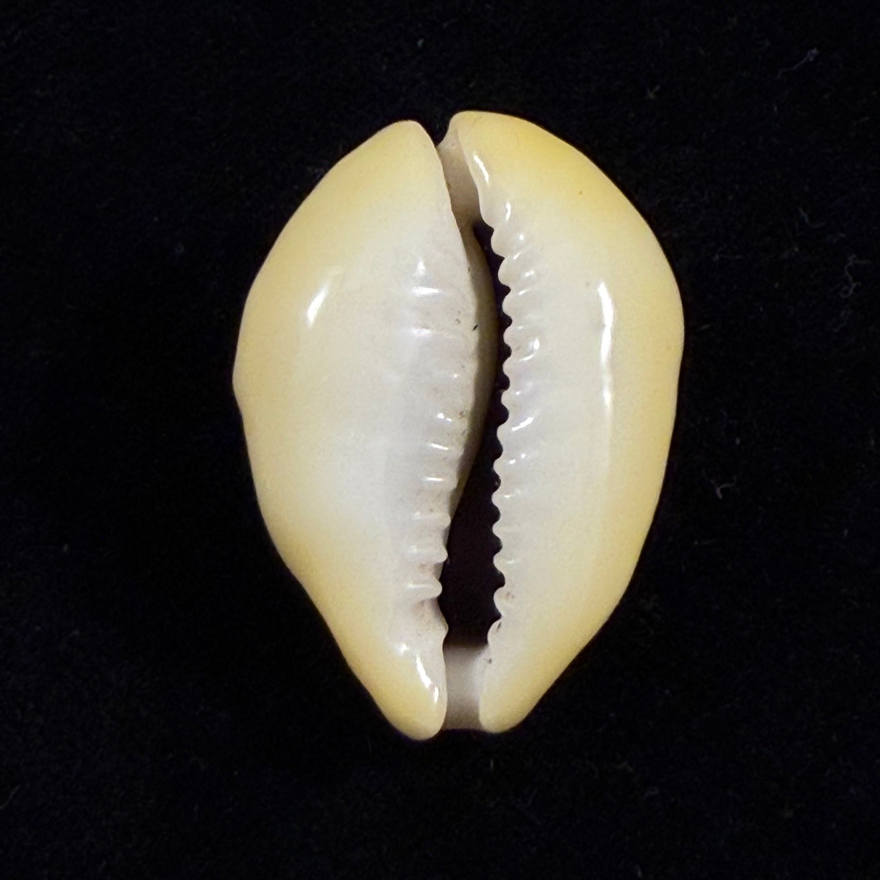 Monetaria moneta (Linnaeus, 1758) - 31,1mm