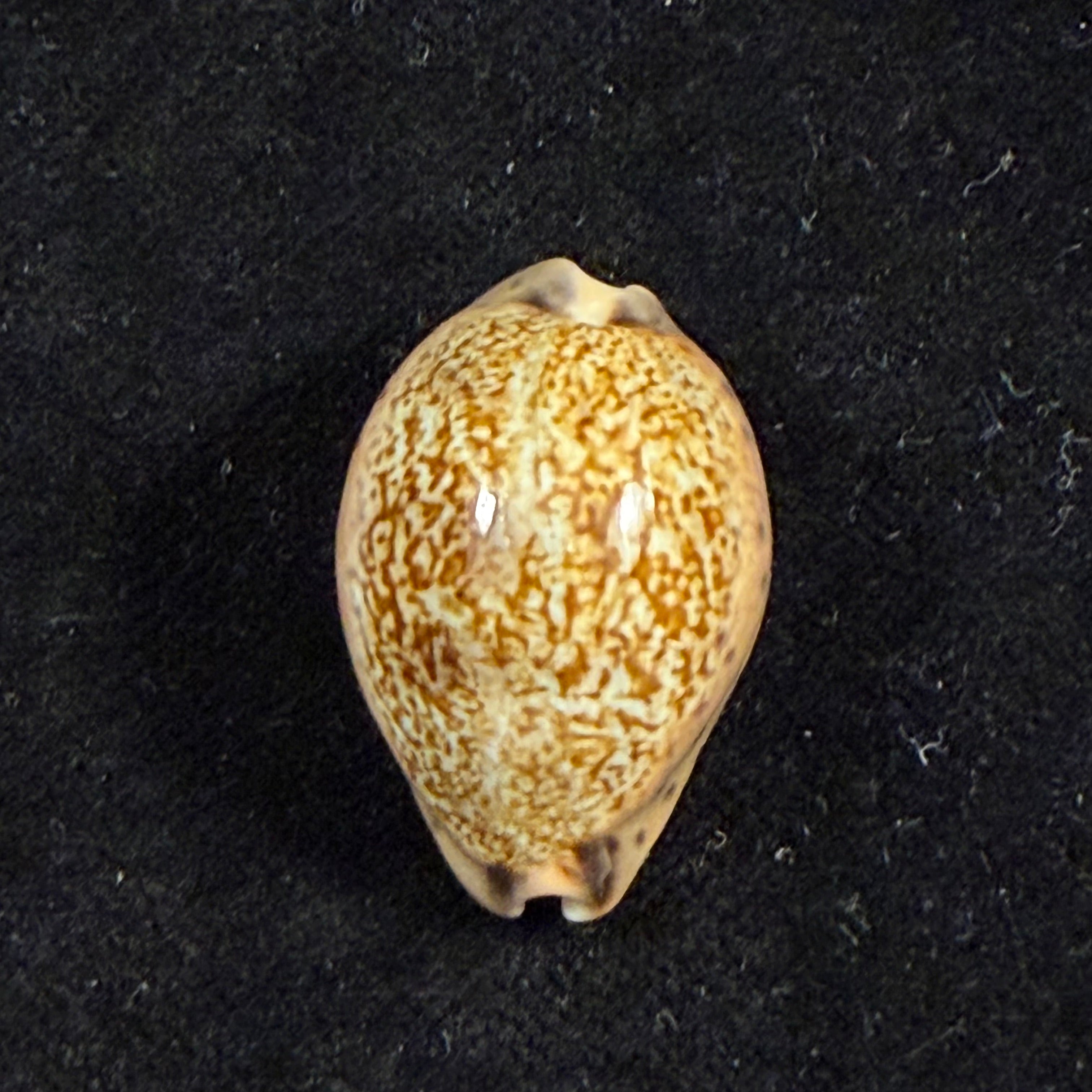 Pseudozonaria robertsi (Hidalgo, 1906) - 27,6mm