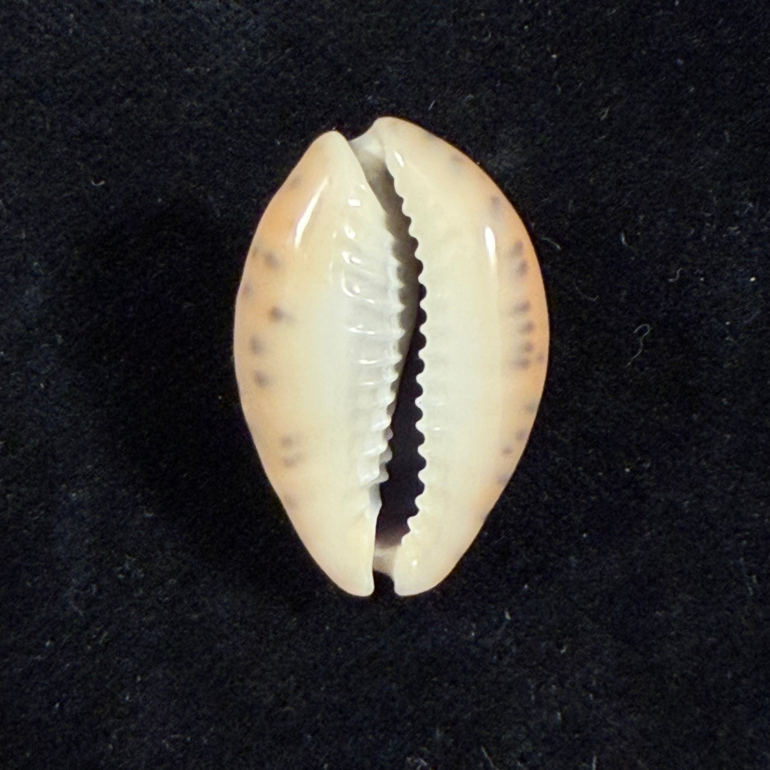 Pseudozonaria robertsi (Hidalgo, 1906) - 27,2mm