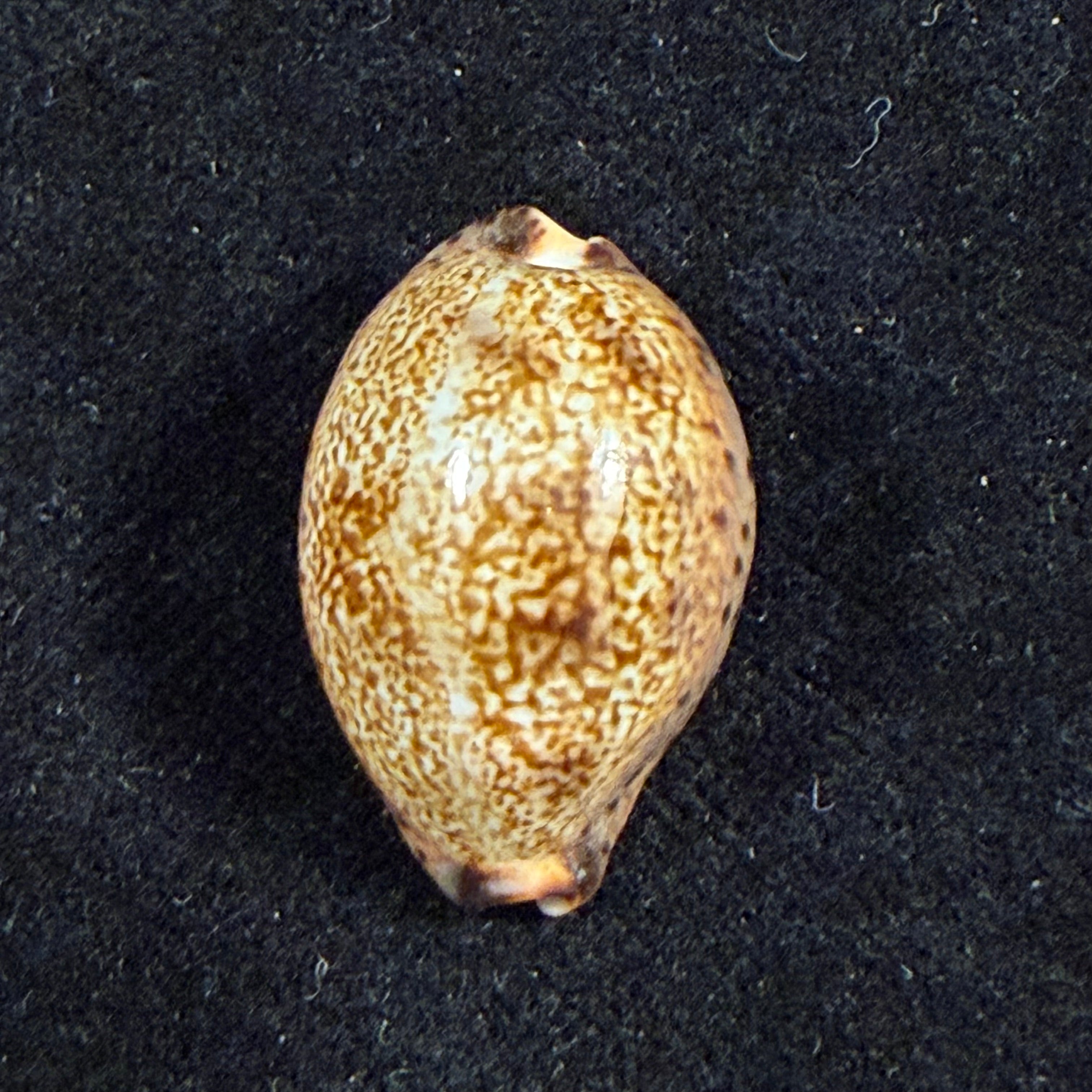 Pseudozonaria robertsi (Hidalgo, 1906) - 24,4mm