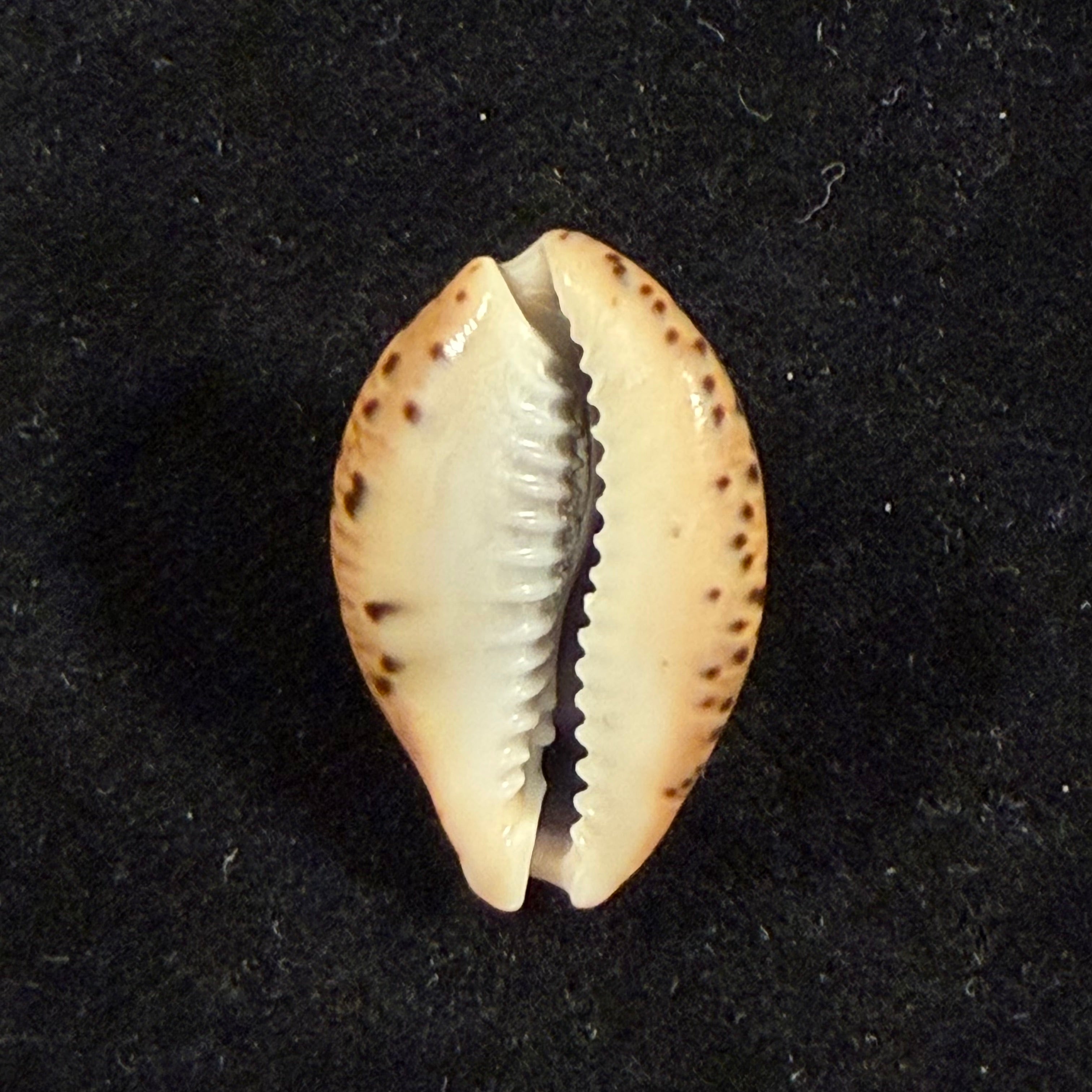 Pseudozonaria robertsi (Hidalgo, 1906) - 24,4mm