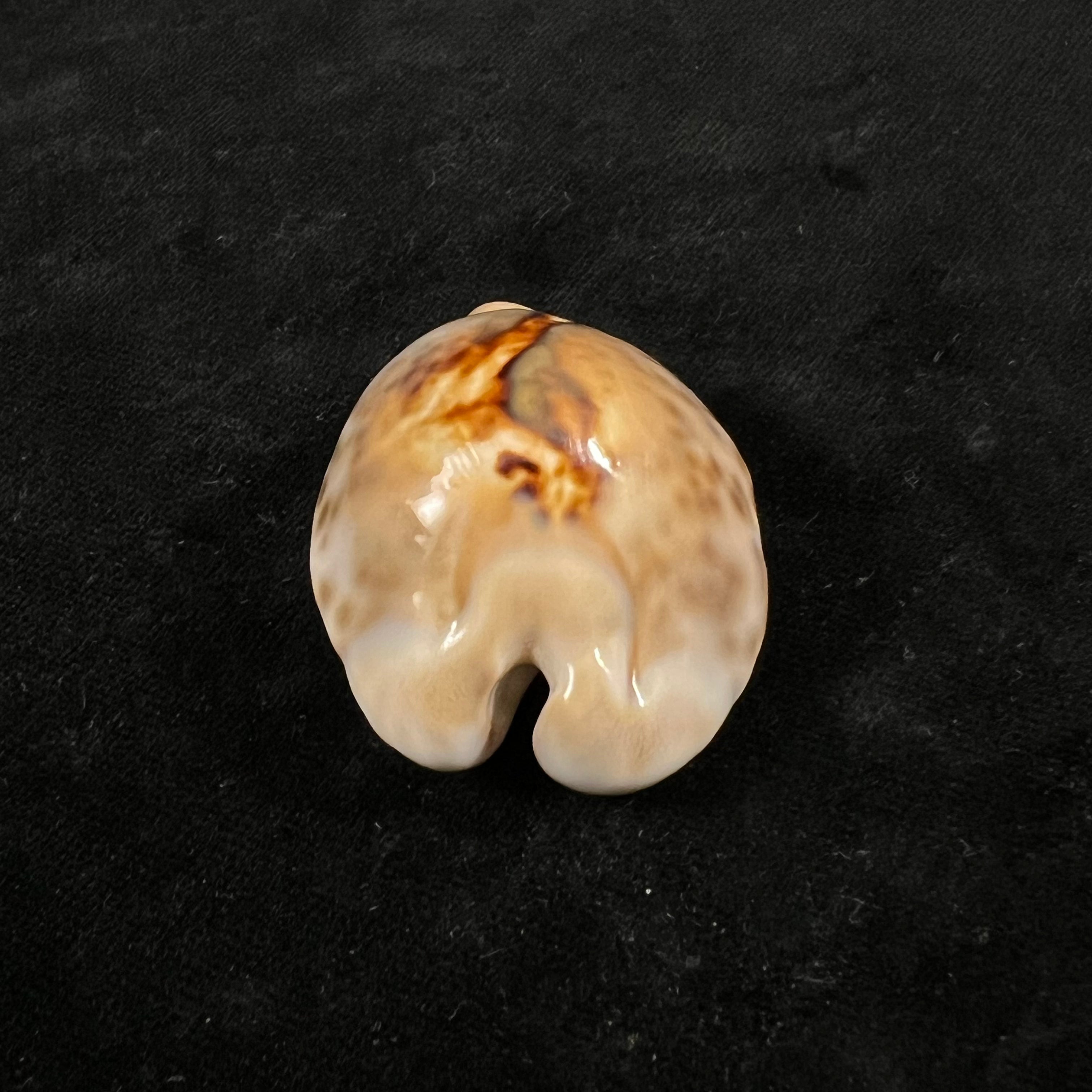 Barycypraea teulerei (Cazenavette, 1846) - 45,9mm