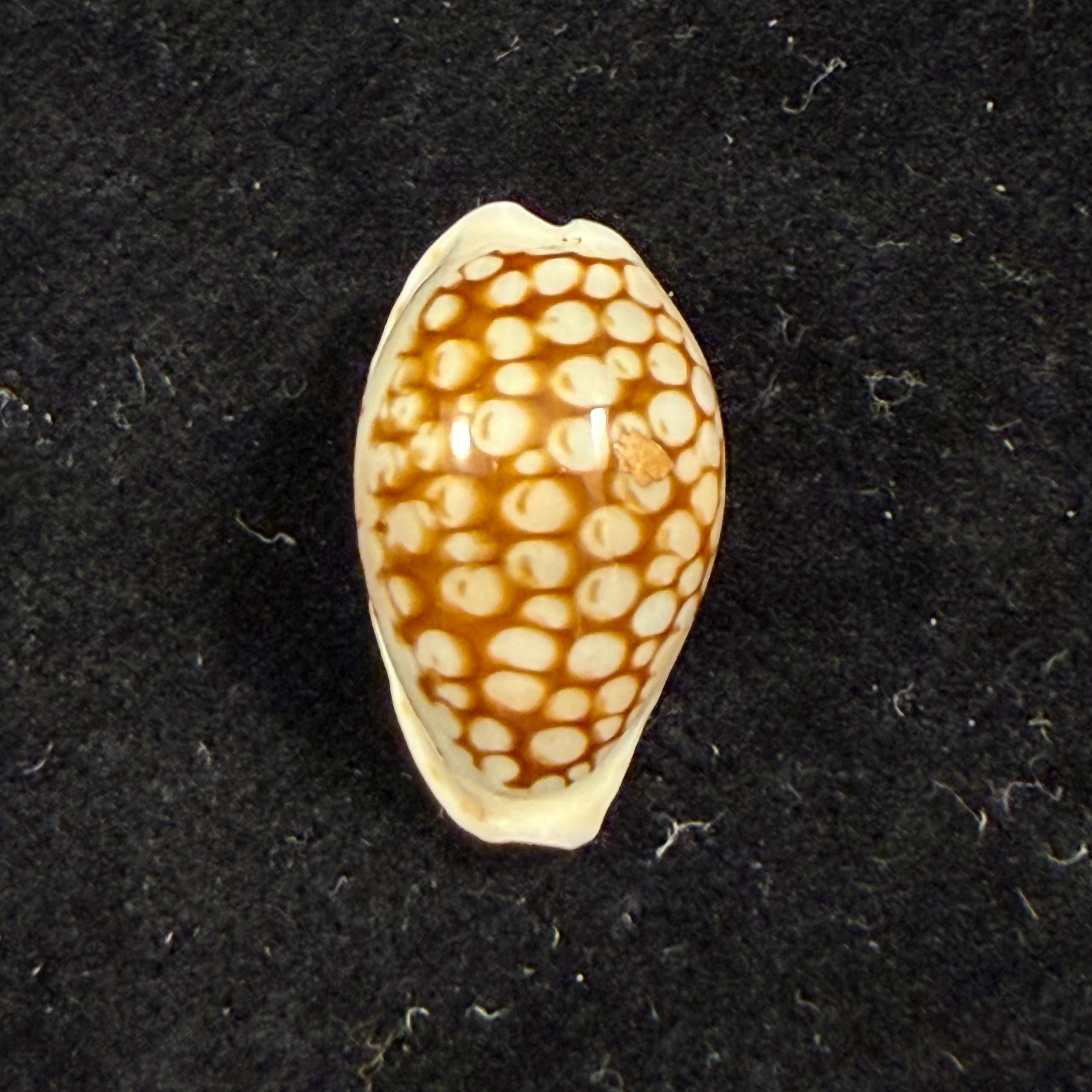 Cribrarula francescoi Lorenz, 2002 - 20,1mm