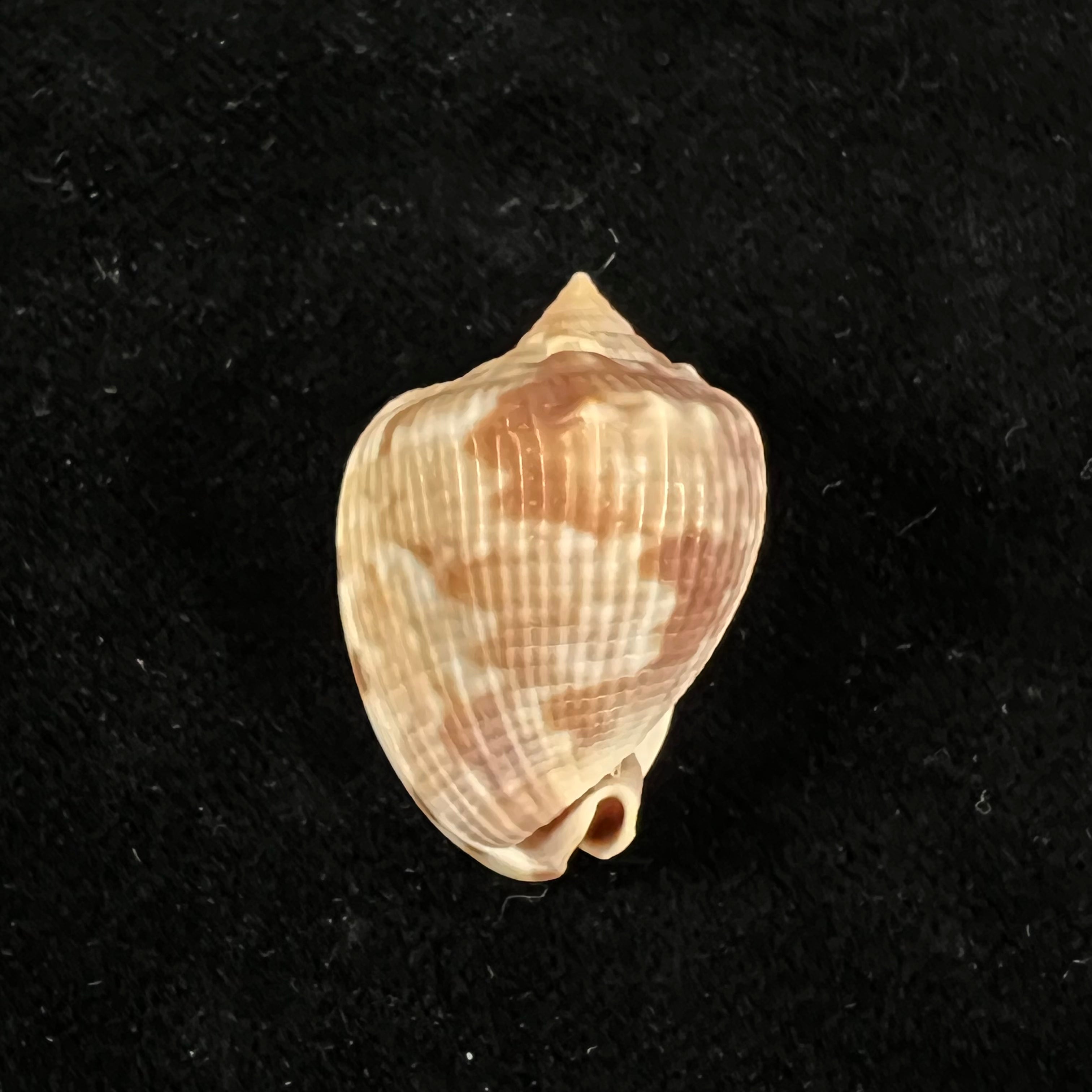Cassis tuberosa (Linnaeus, 1758) - 29,3mm