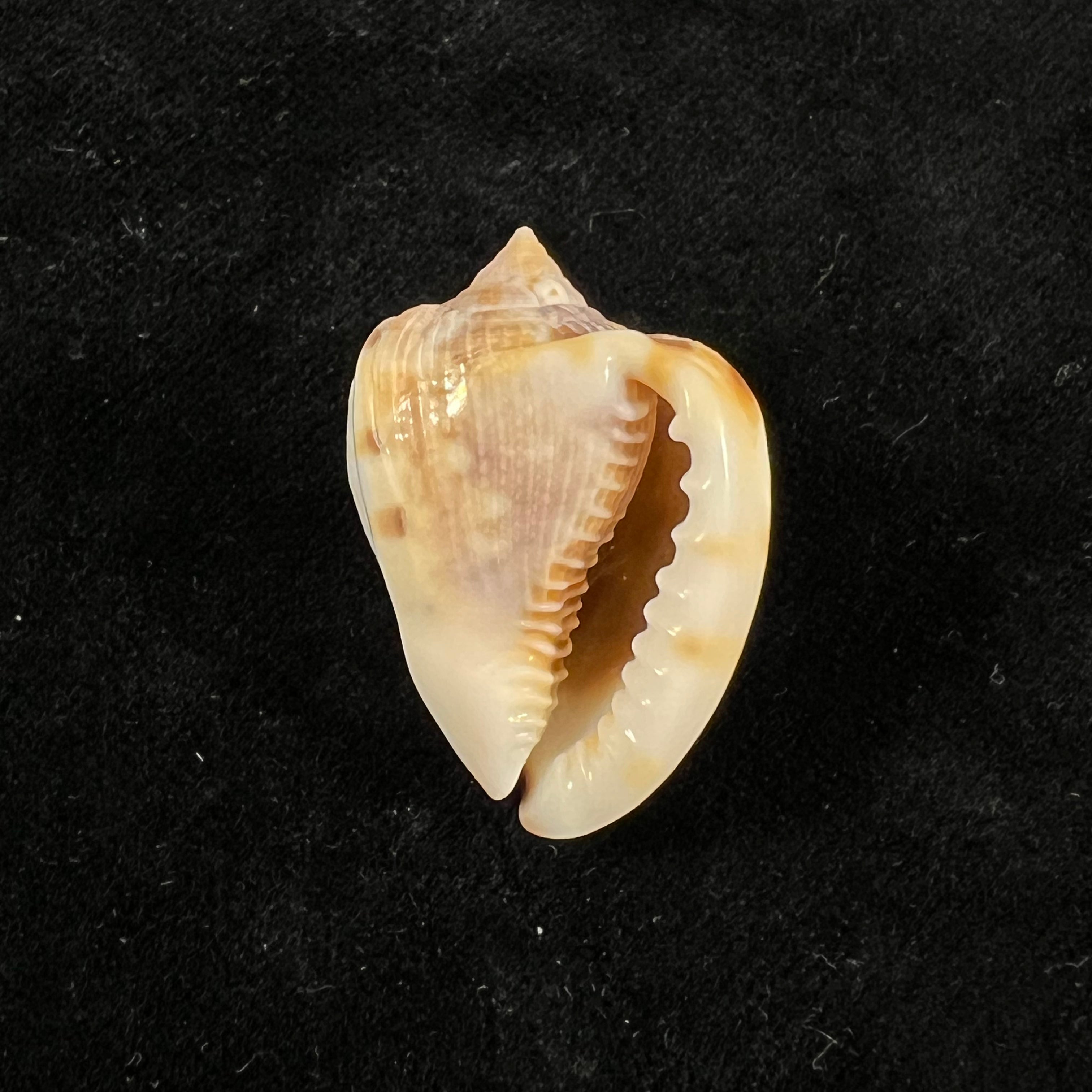 Cassis tuberosa (Linnaeus, 1758) - 29,3mm