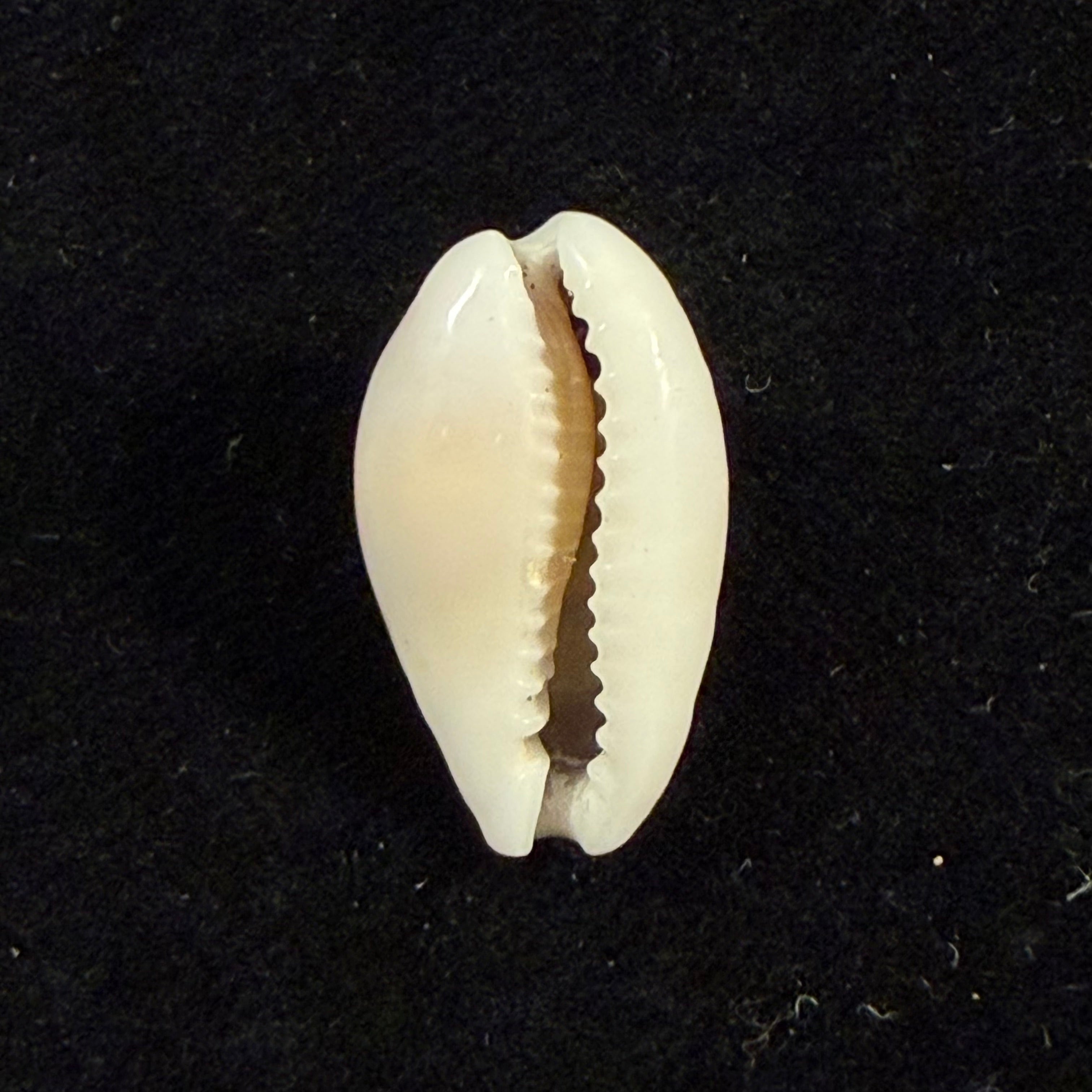 Cribrarula francescoi Lorenz, 2002 - 20,1mm