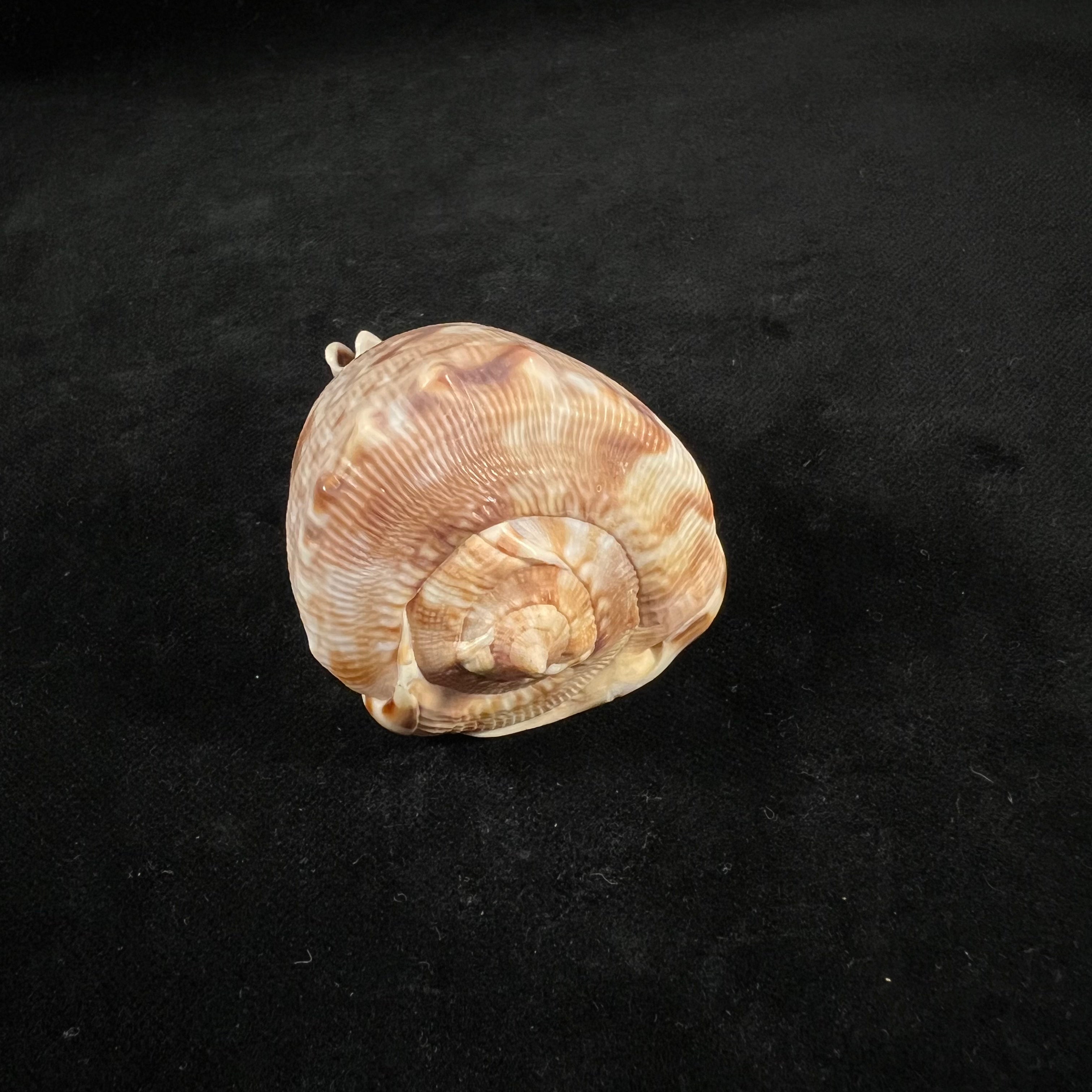 Cassis tuberosa (Linnaeus, 1758) - 65,6mm
