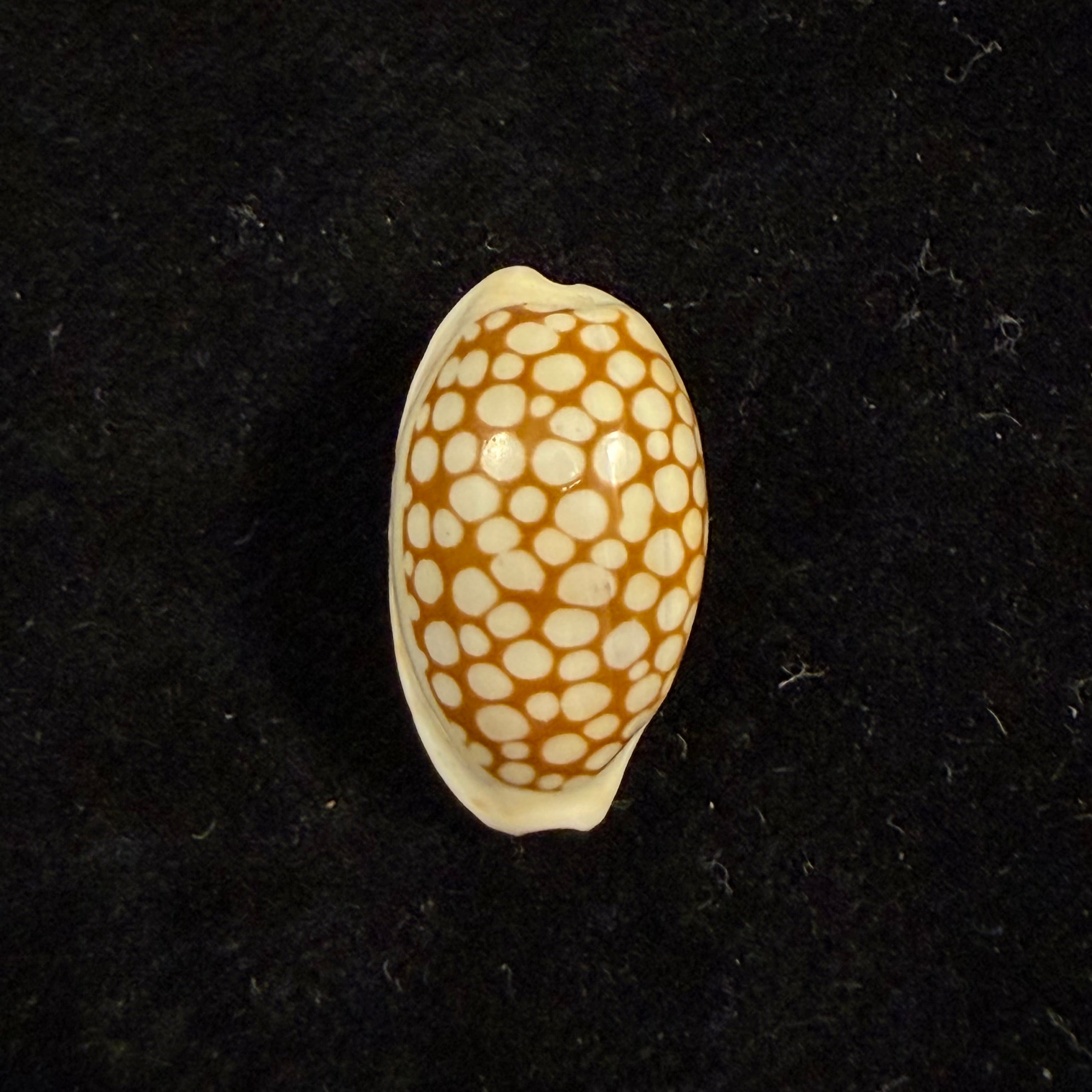 Cribrarula francescoi Lorenz, 2002 - 20,6mm