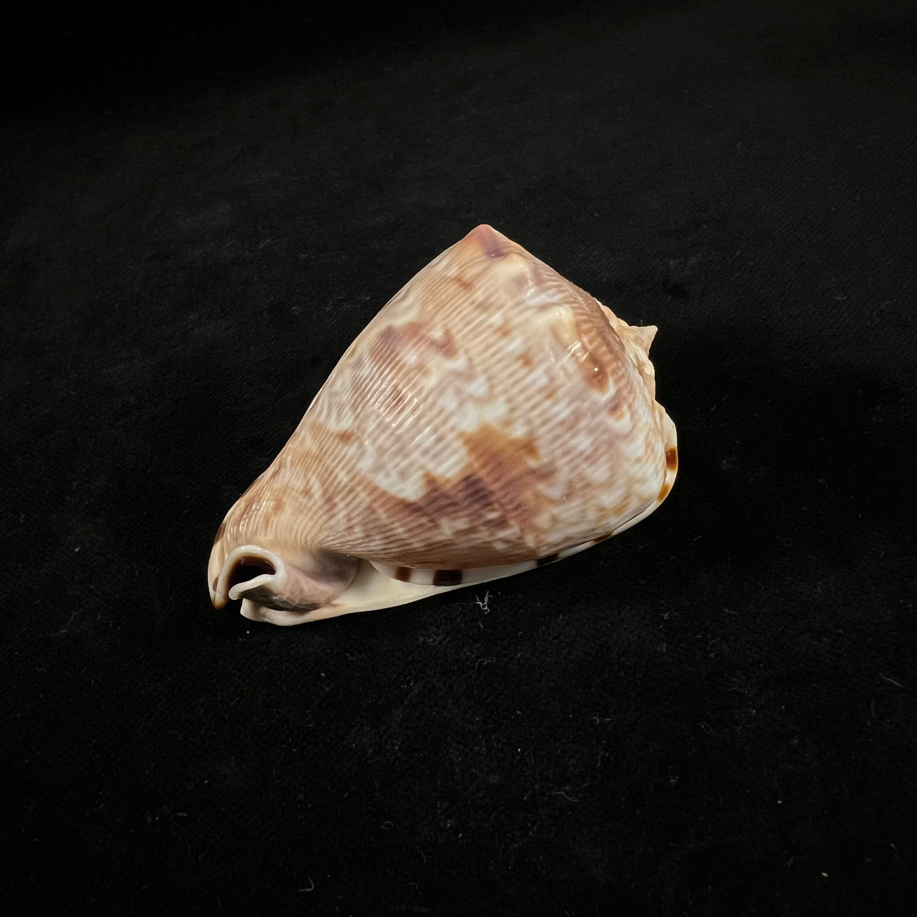 Cassis tuberosa (Linnaeus, 1758) - 65,6mm