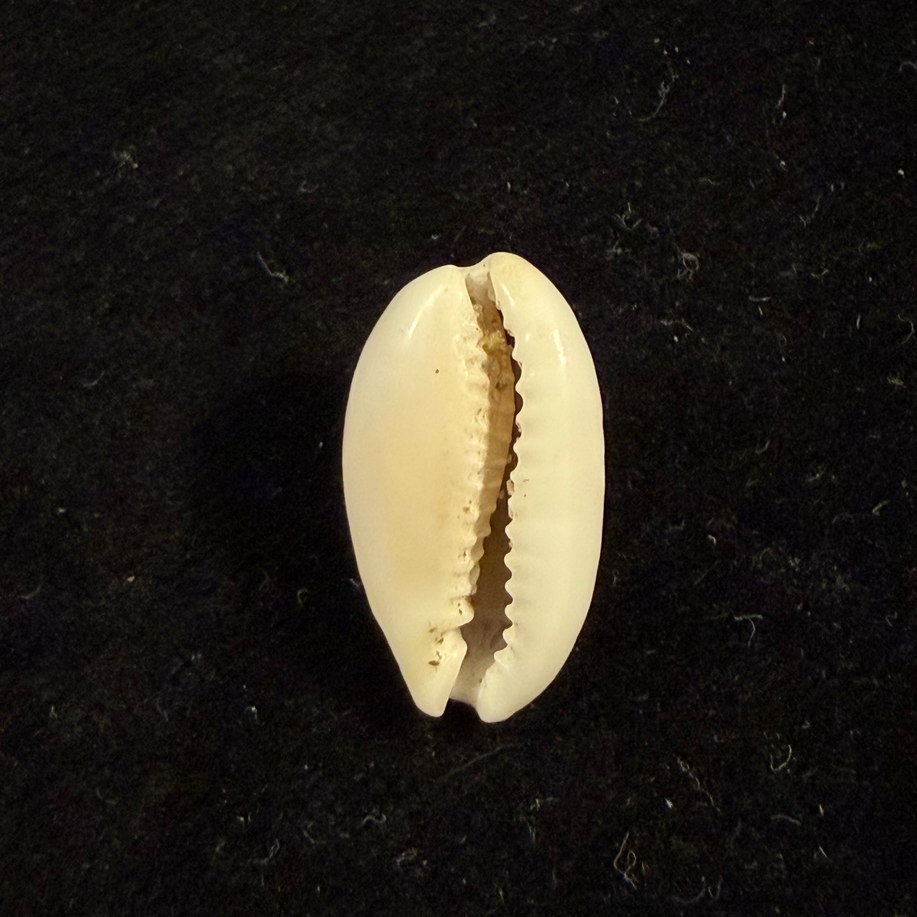 Cribrarula francescoi Lorenz, 2002 - 20,6mm
