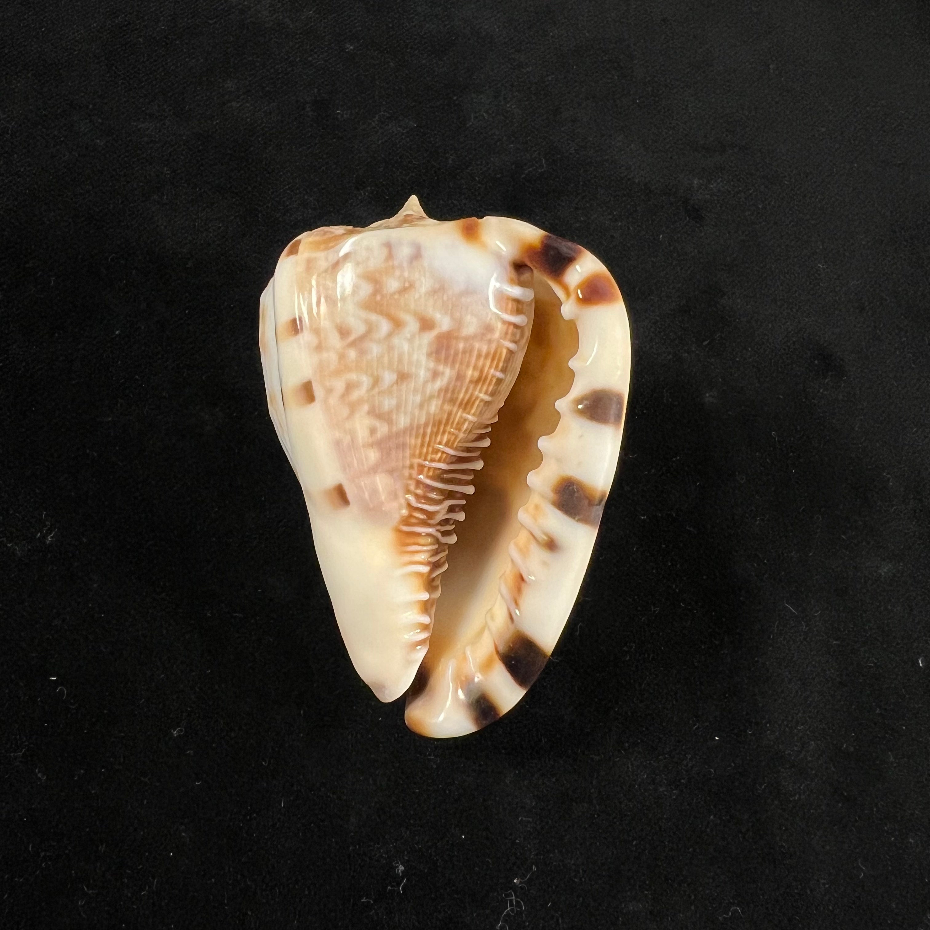 Cassis tuberosa (Linnaeus, 1758) - 65,6mm