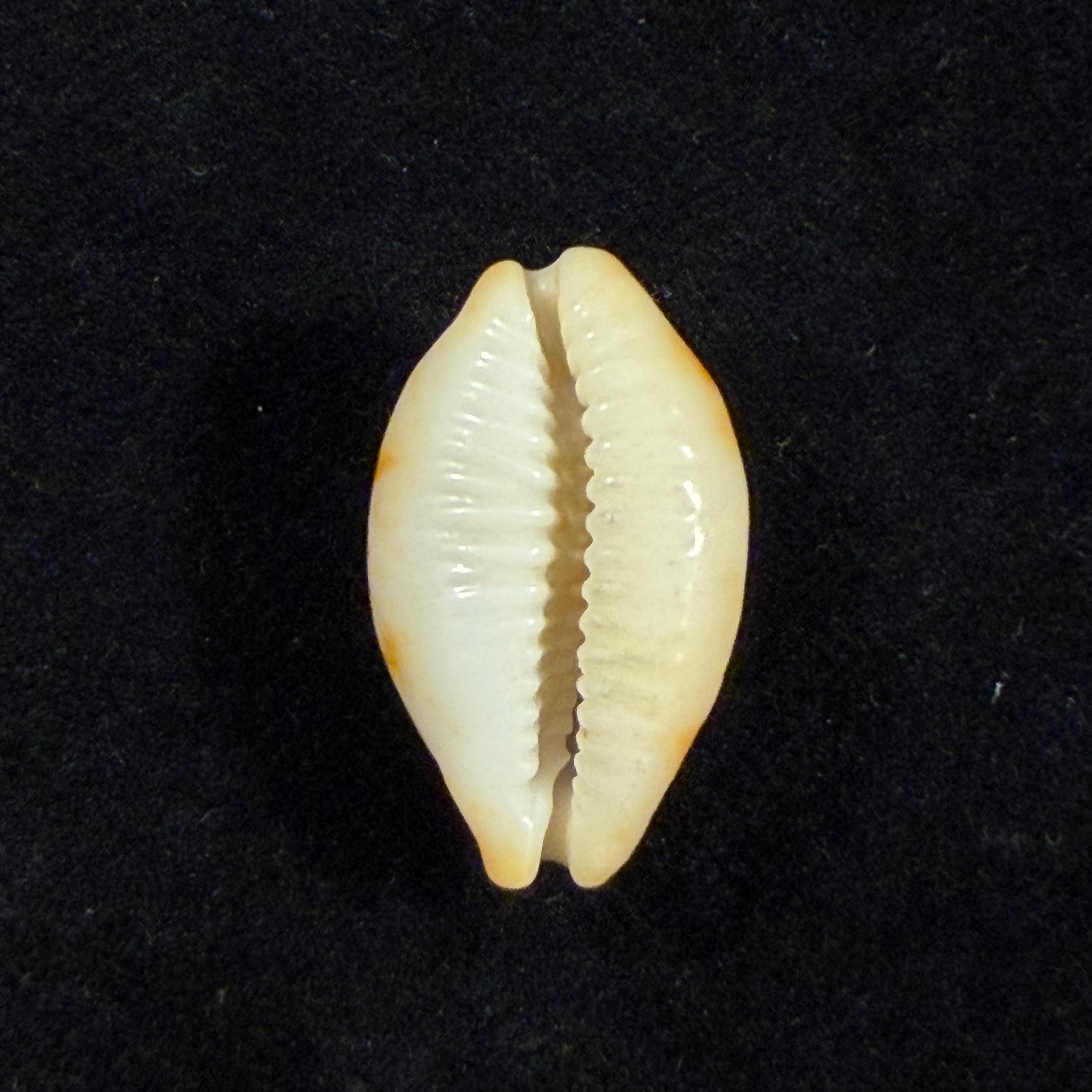 Bistolida stolida (Linnaeus, 1758) - 22,3mm