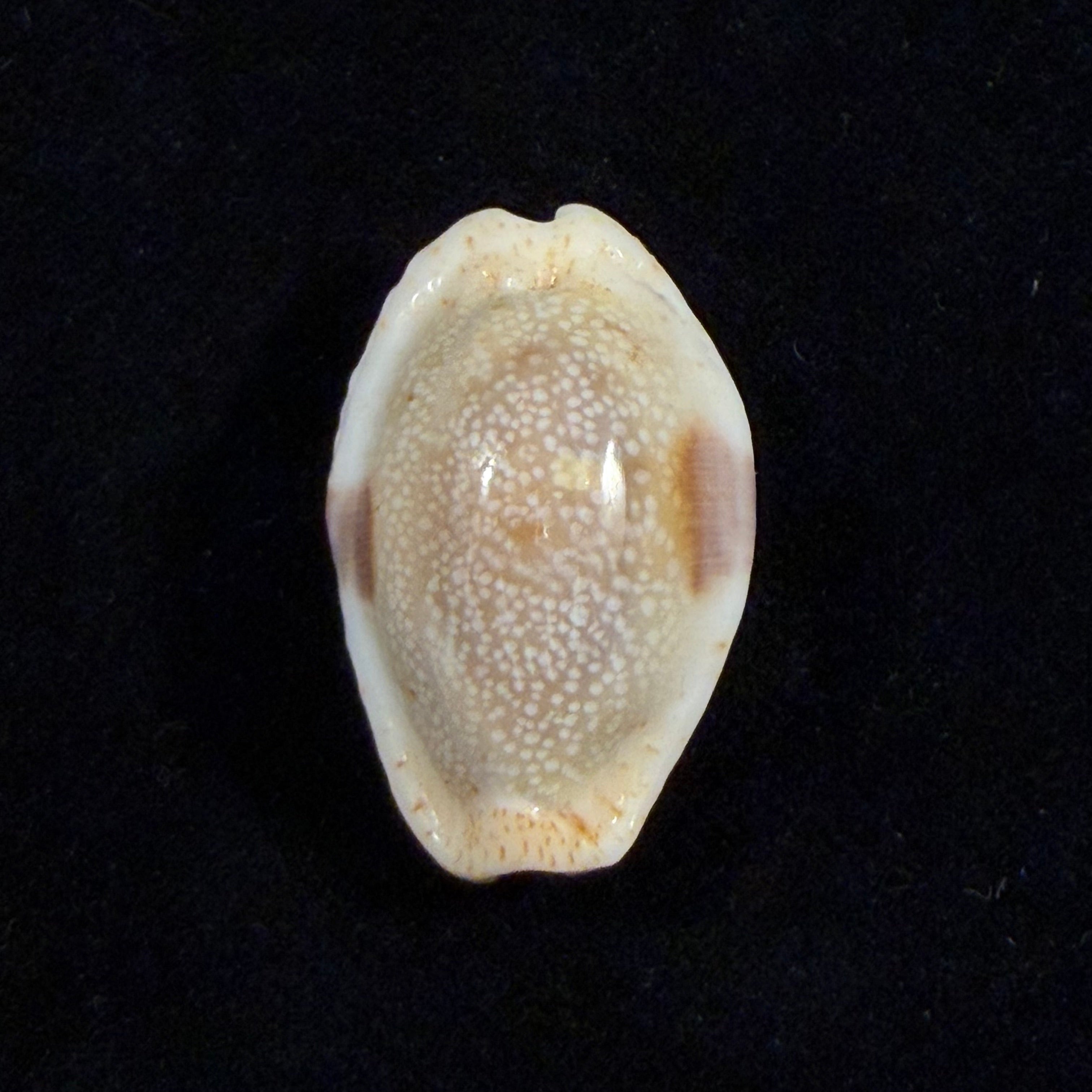Naria erosa (Linnaeus, 1758) - 31mm