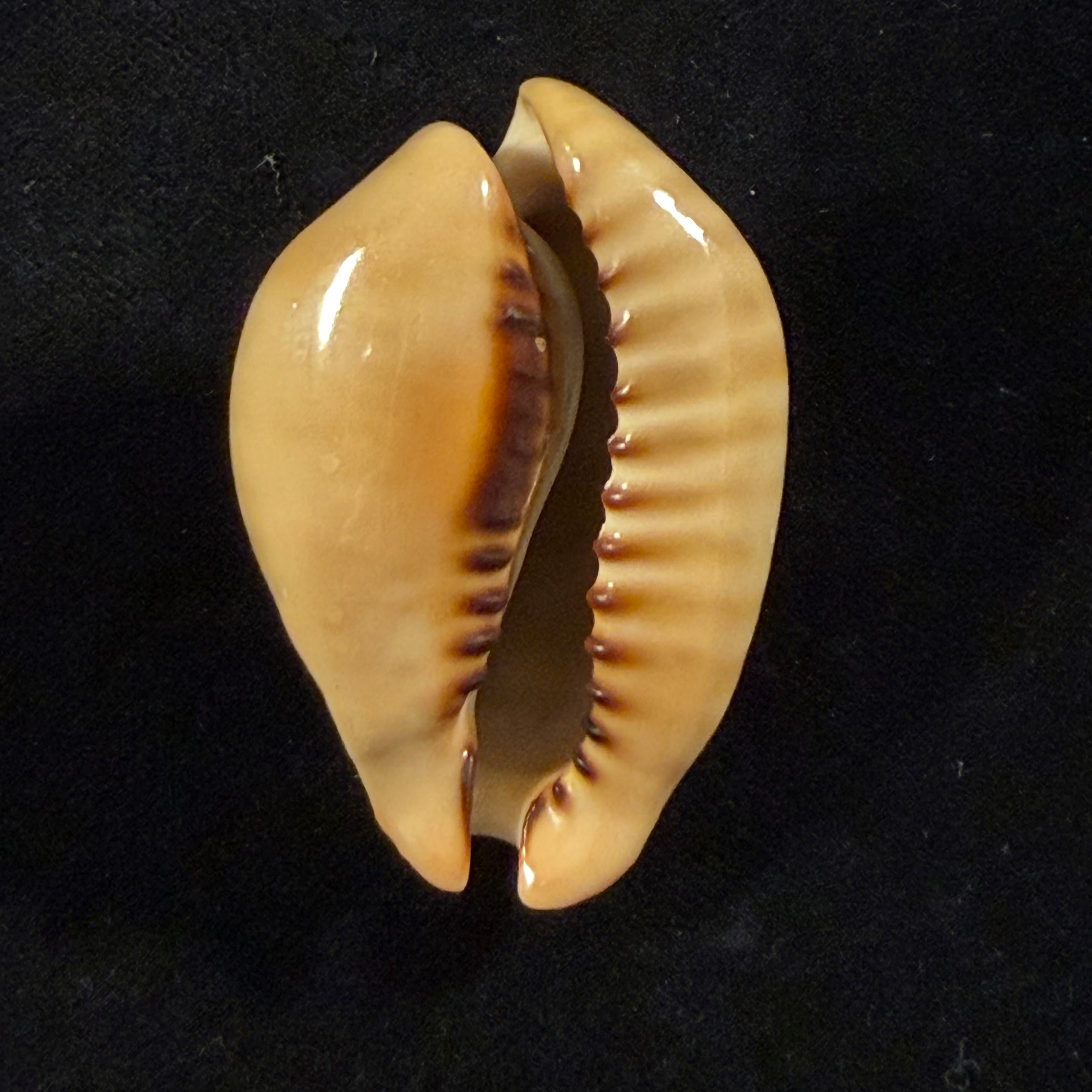 Muracypraea mus (Linnaeus, 1758) - 50mm