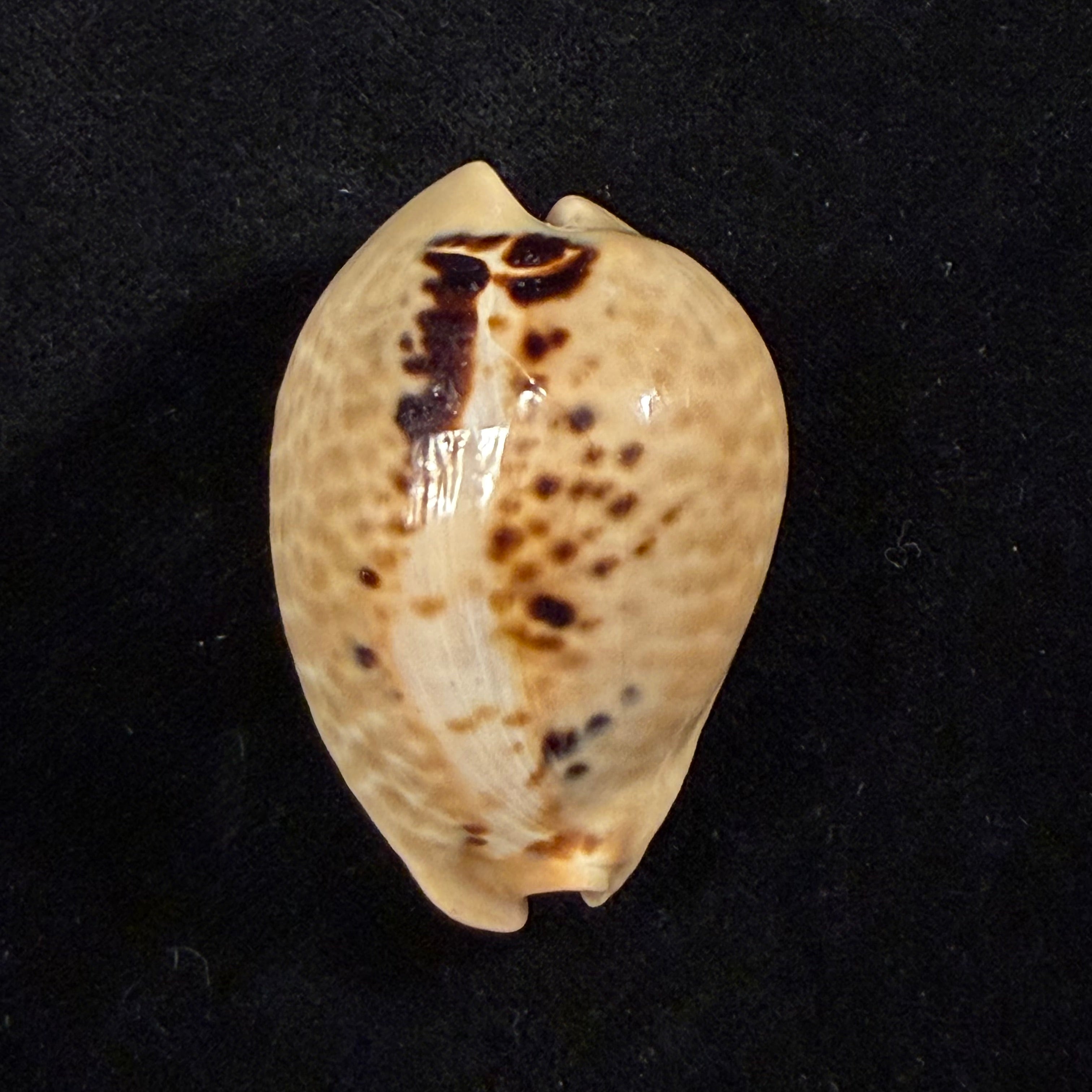Muracypraea mus (Linnaeus, 1758) - 44mm