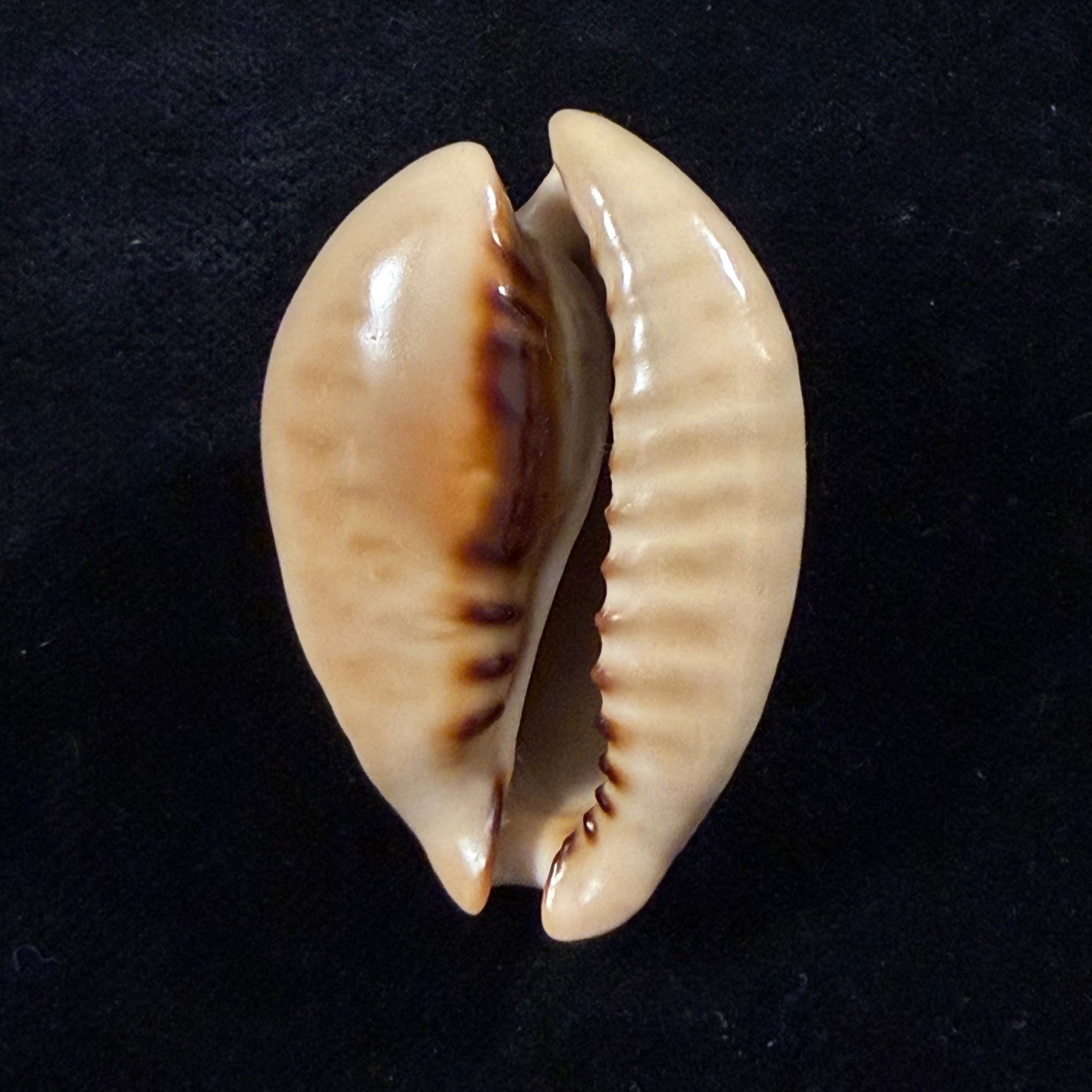 Muracypraea mus (Linnaeus, 1758) - 44mm