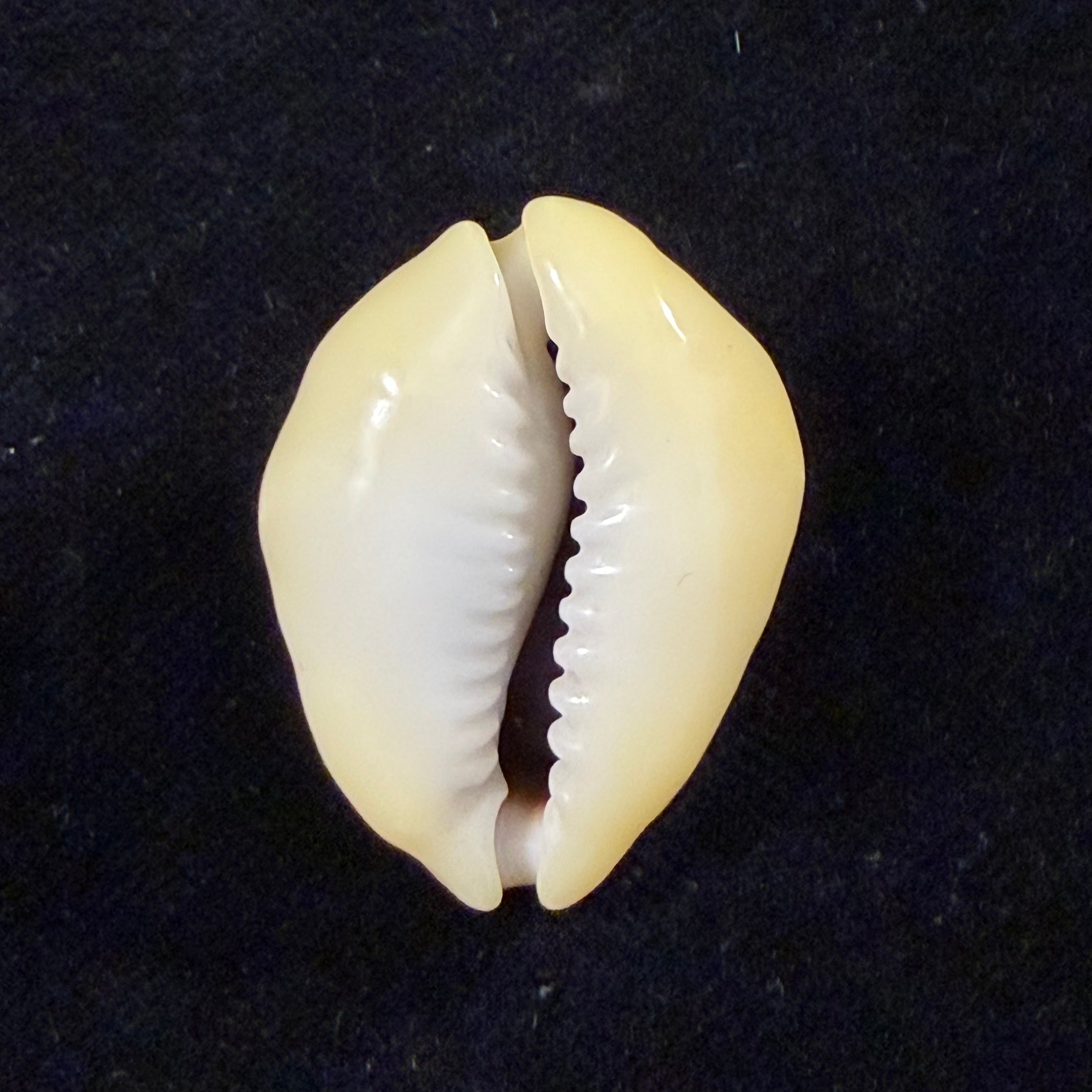 Monetaria moneta (Linnaeus, 1758) - 30,1mm