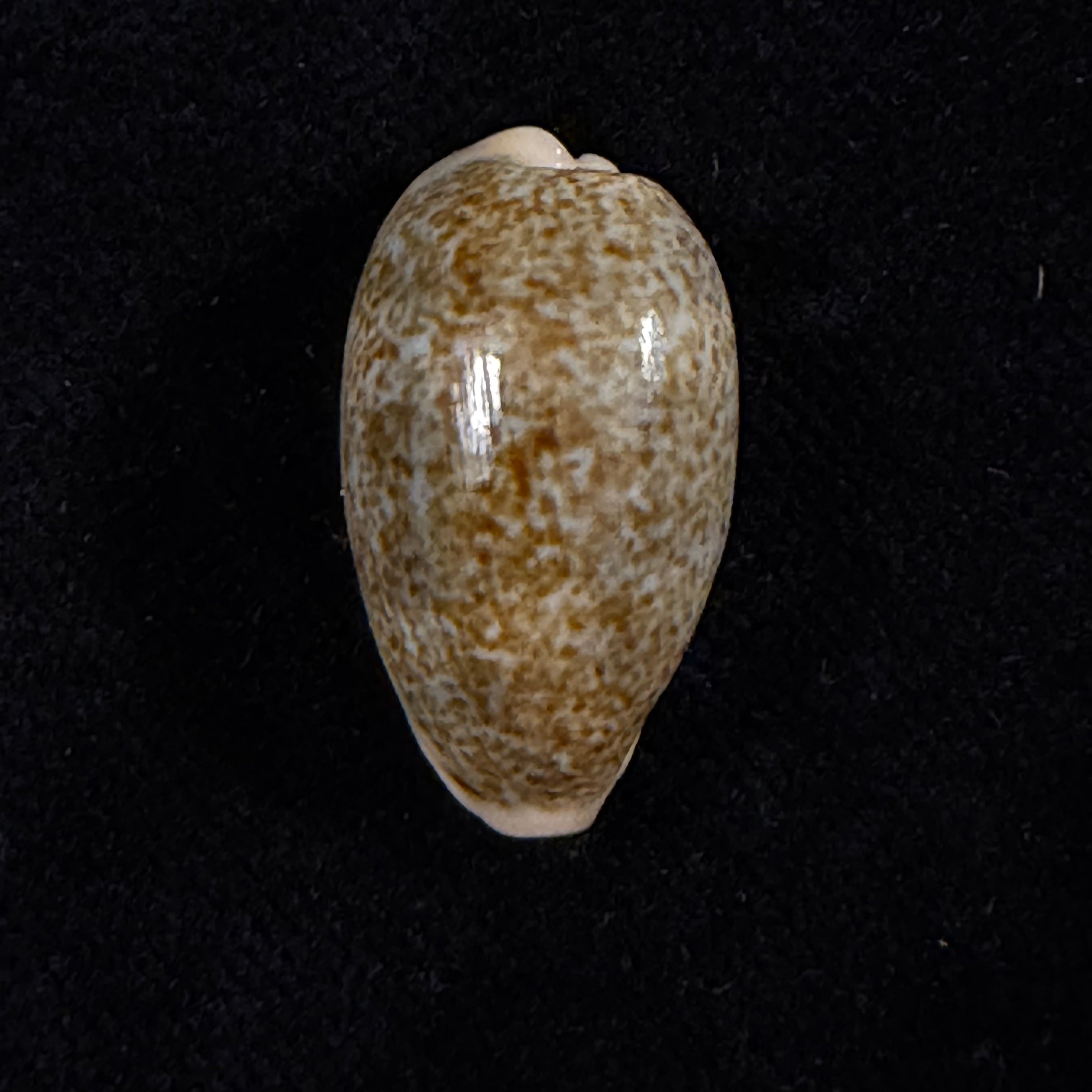Erronea errones (Linnaeus, 1758) - 24mm