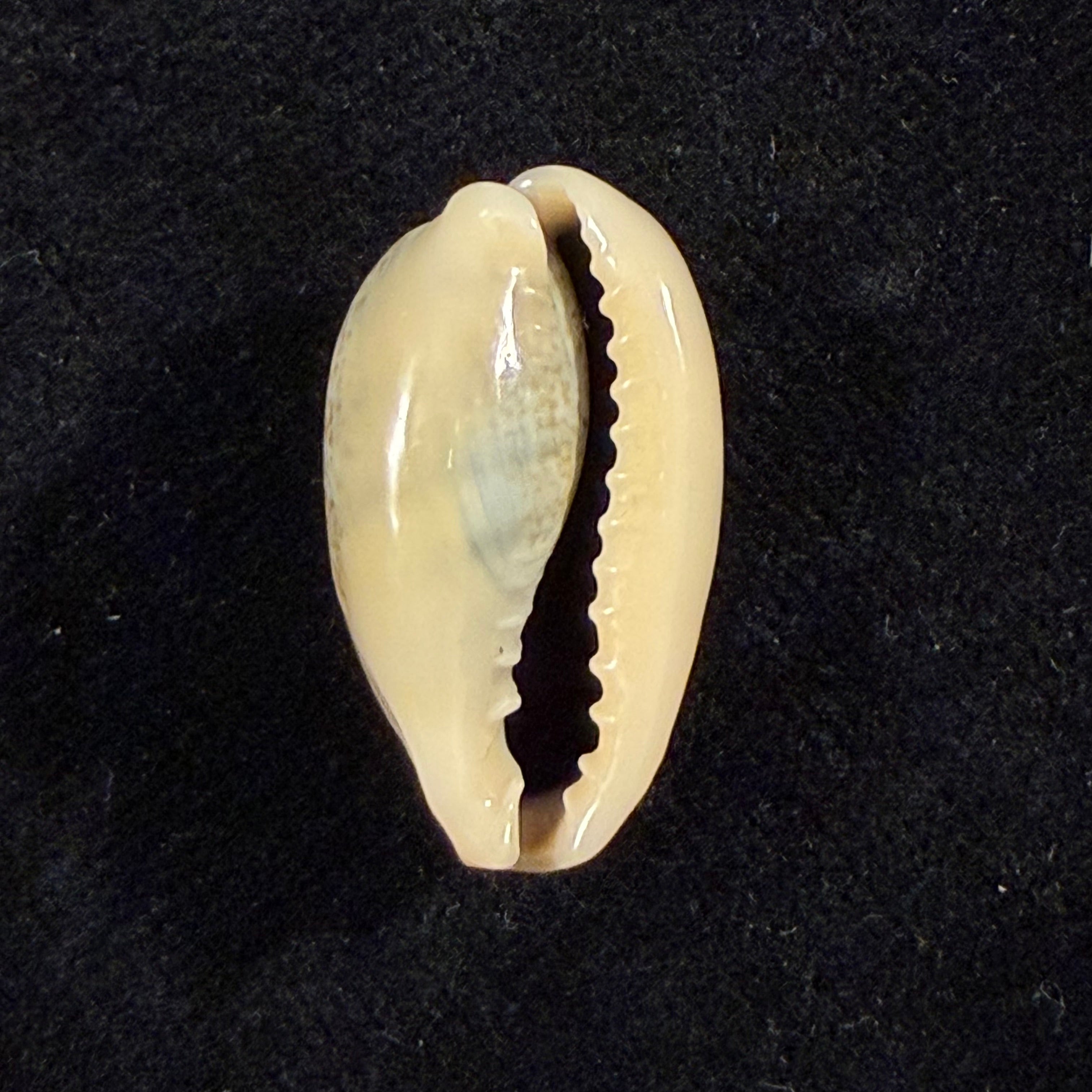 Erronea errones (Linnaeus, 1758) - 24mm