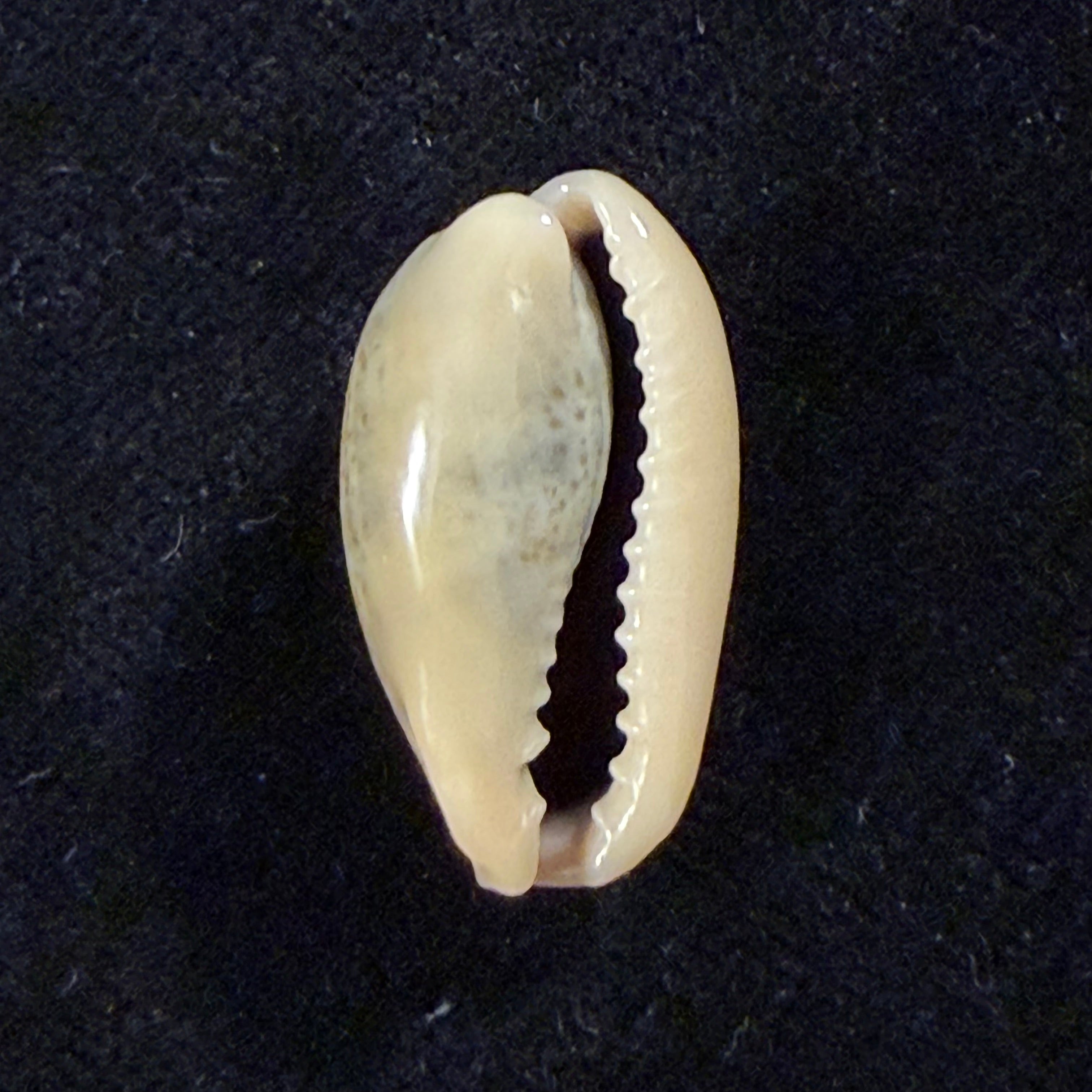 Erronea errones (Linnaeus, 1758) - 22,3mm