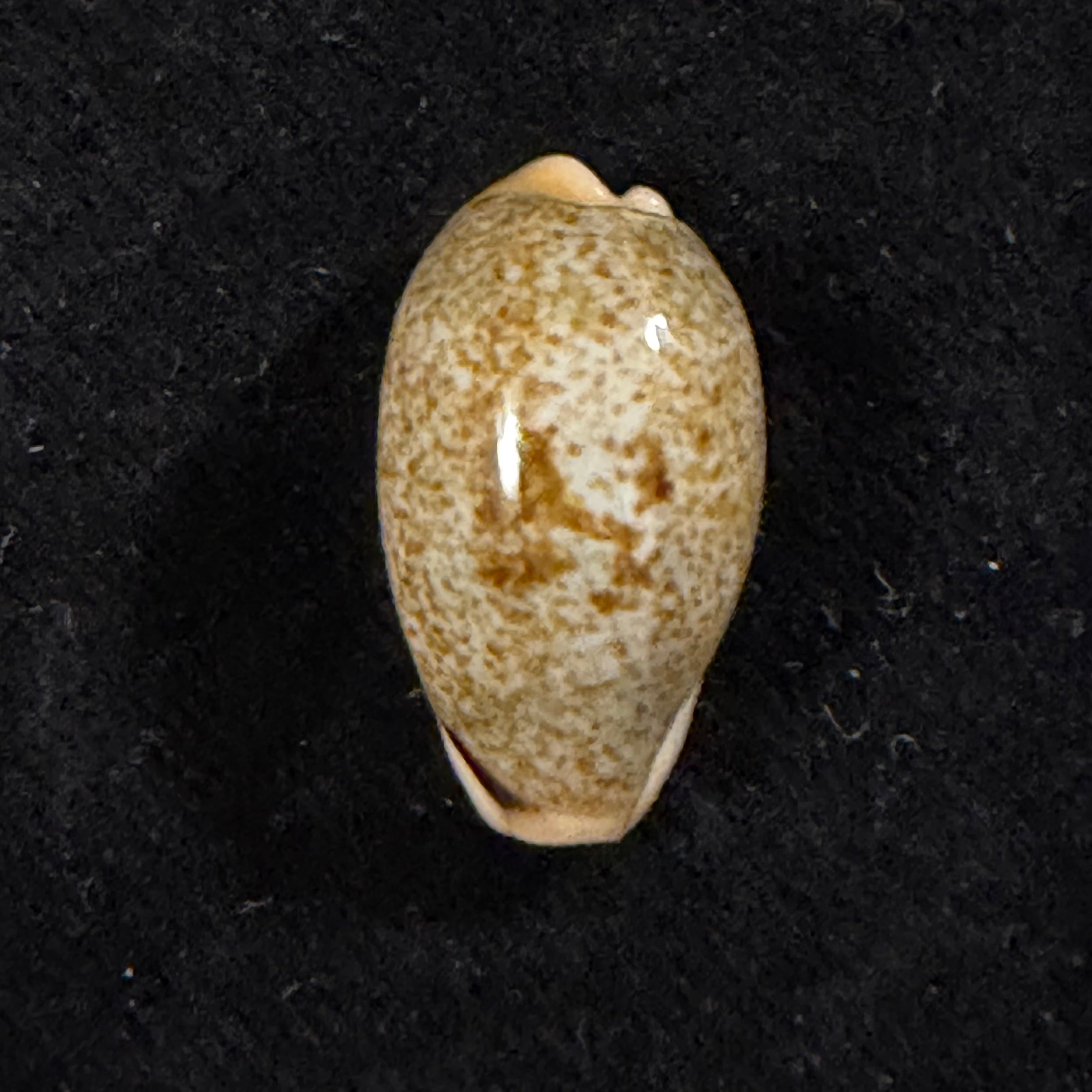 Erronea errones (Linnaeus, 1758) - 22,9mm