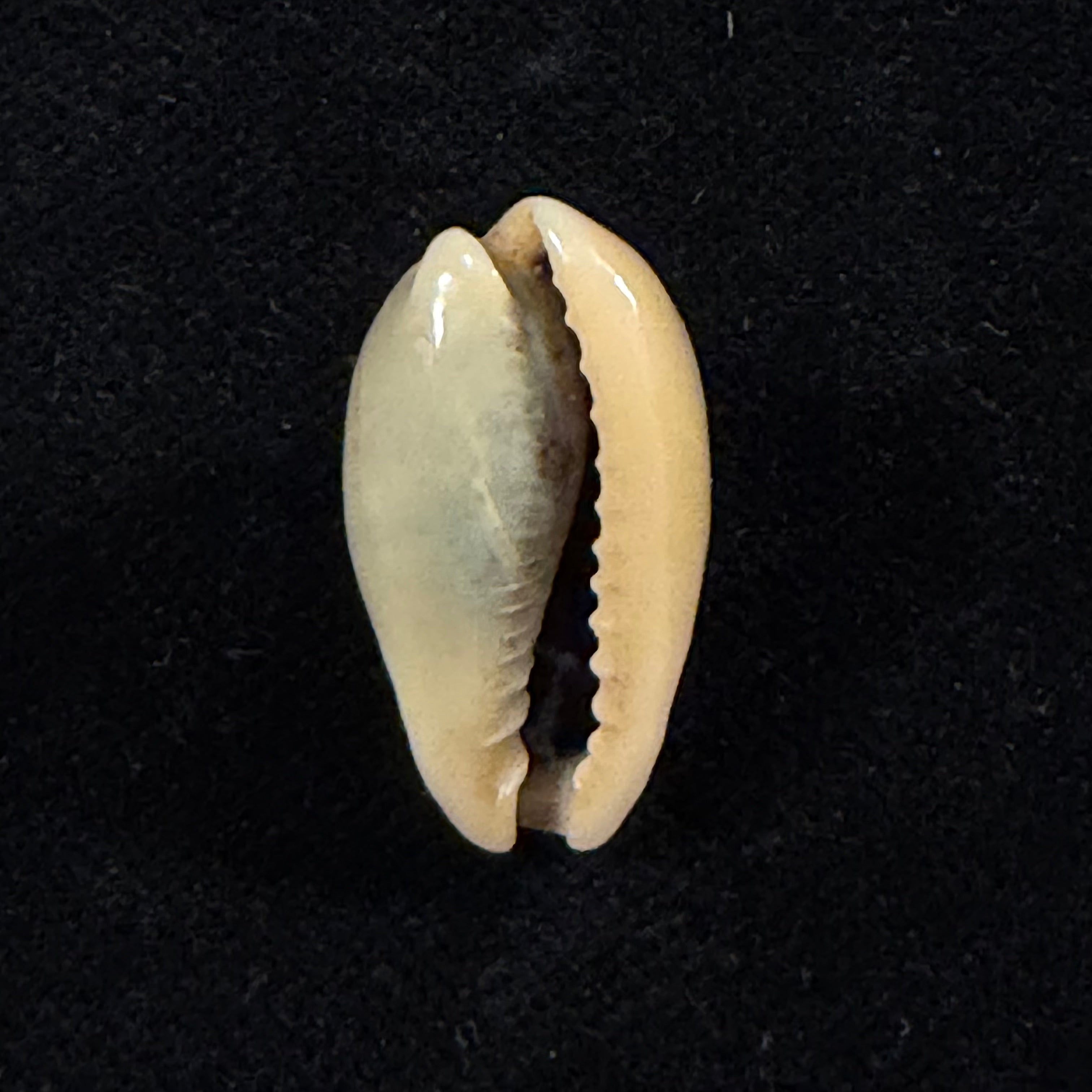 Erronea errones (Linnaeus, 1758) - 22,9mm
